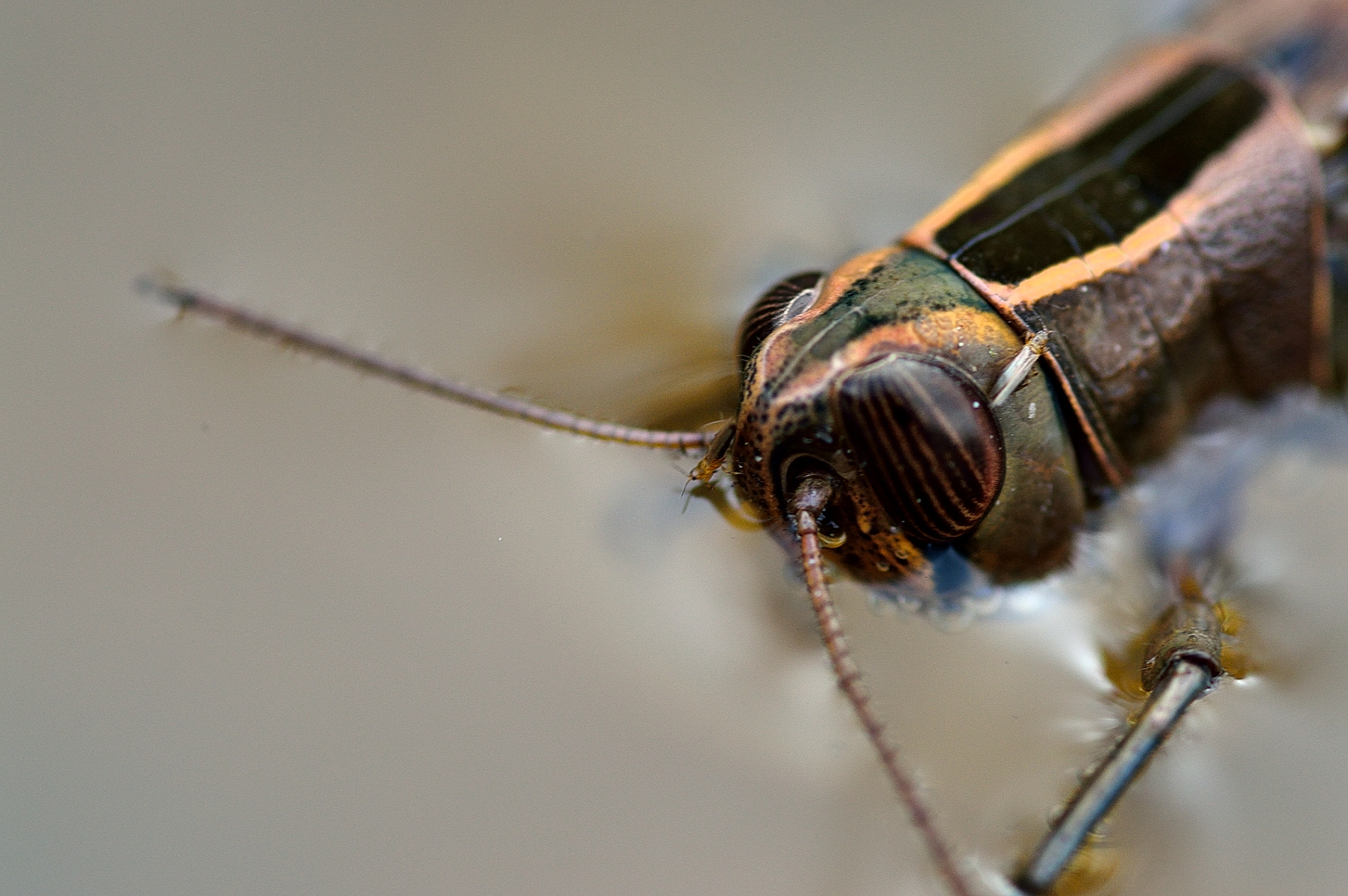 Grasshopper with particular insects on the head...