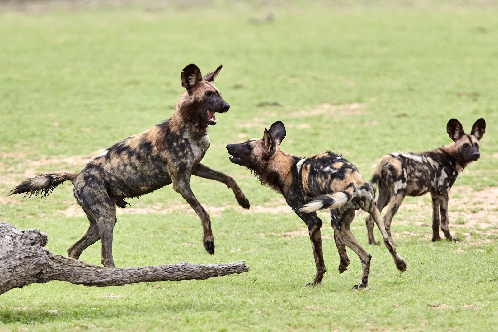 African wild dogs...