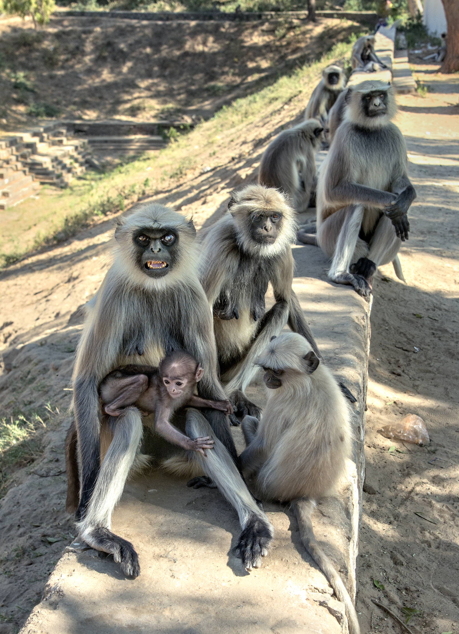 Gujarat 2015 - Macaques on the ruins of a temple...