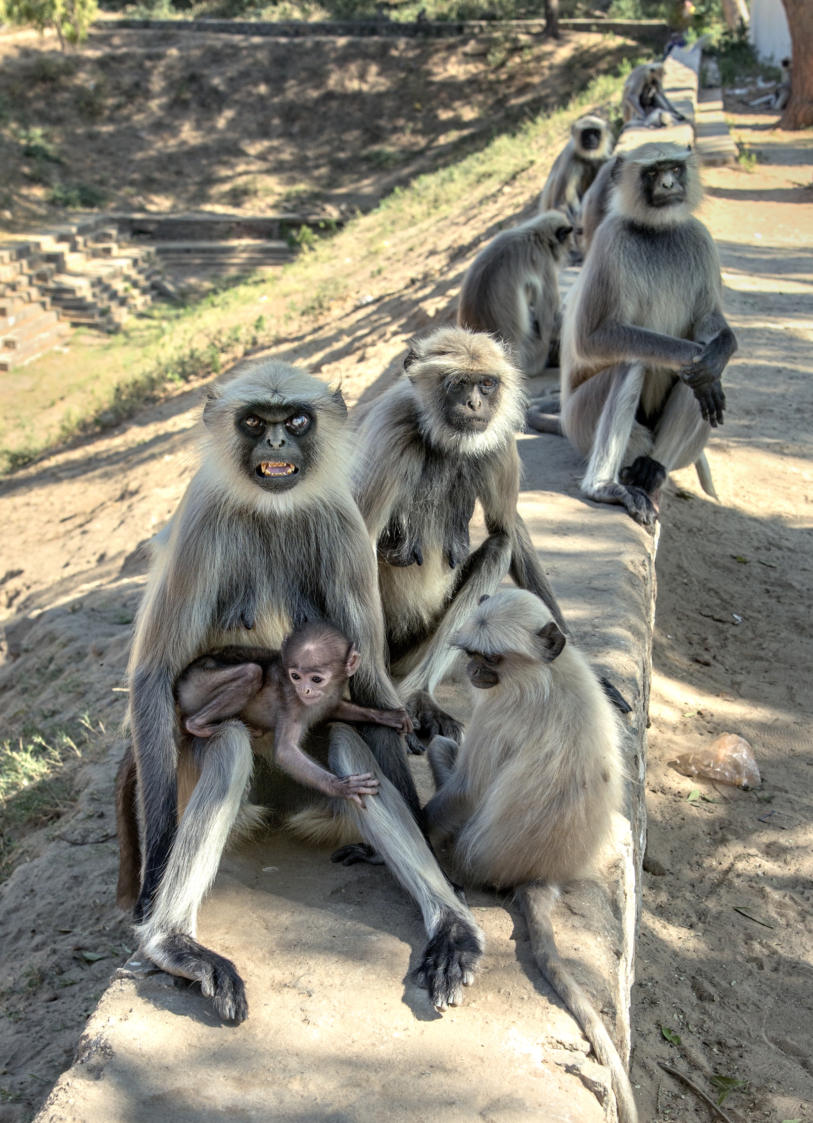 Gujarat 2015 - Langur sulle rovine di un tempio...