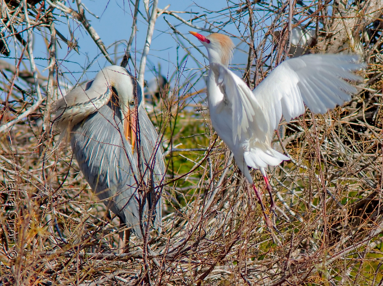 Heron Egret: Fledging...