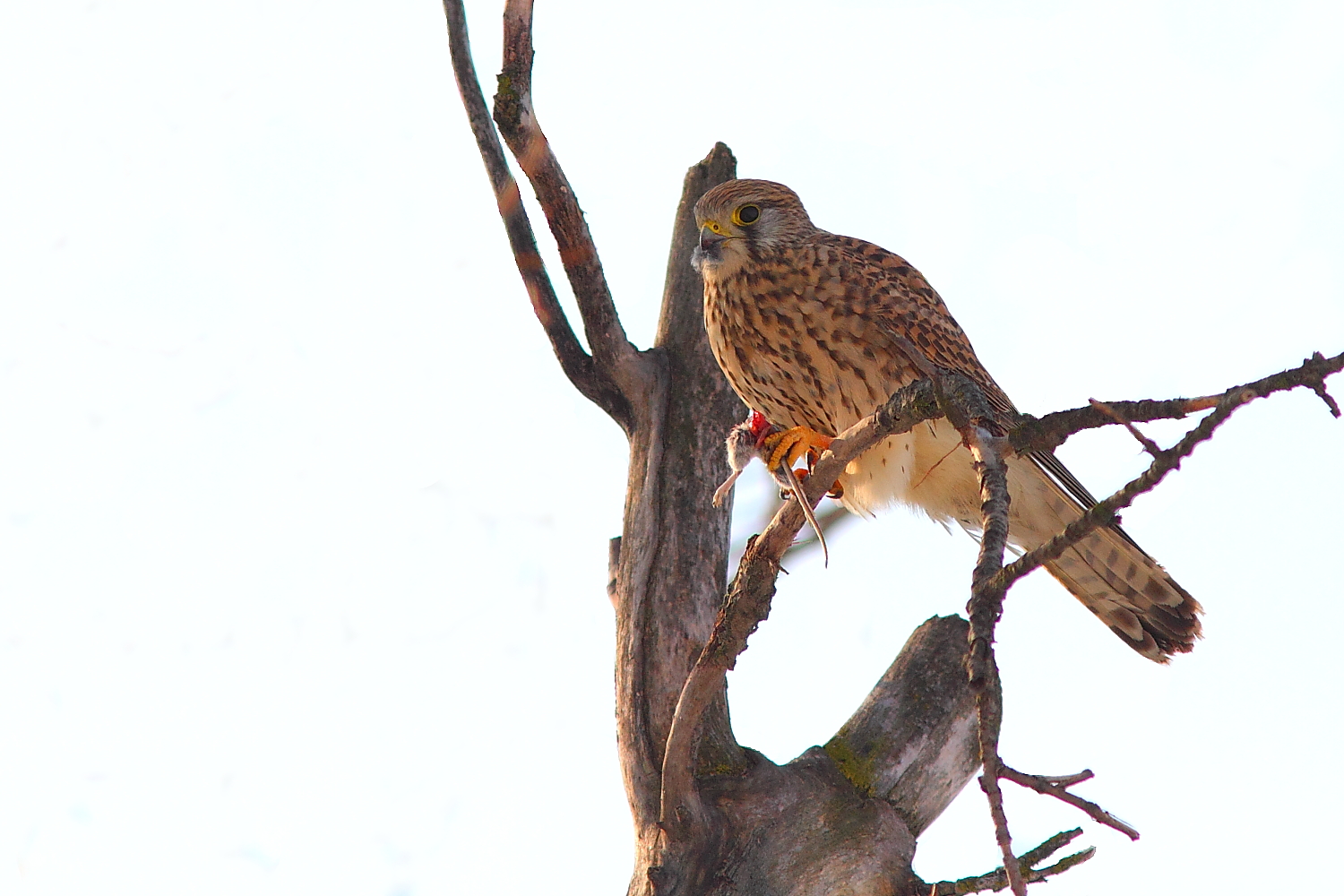 kestrel...