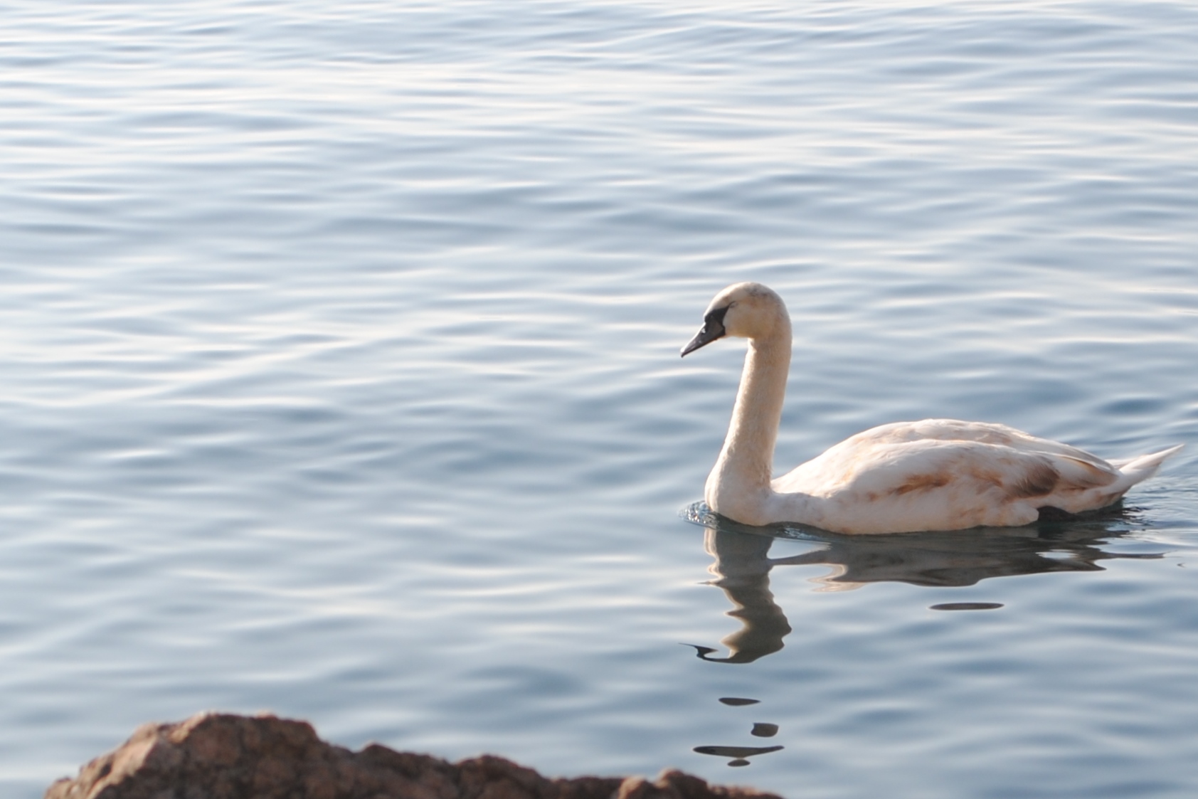 Swan Lake Garda...