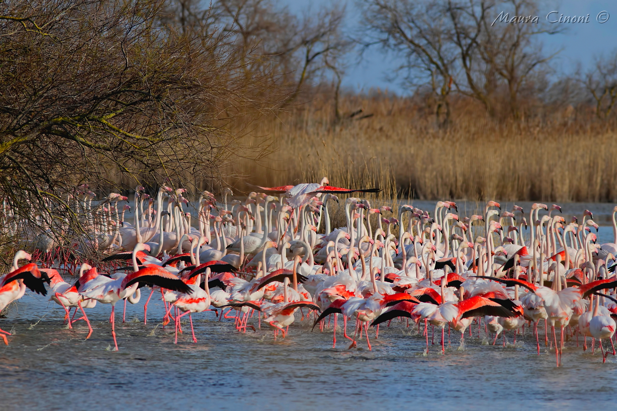 Flamingos Camargue...