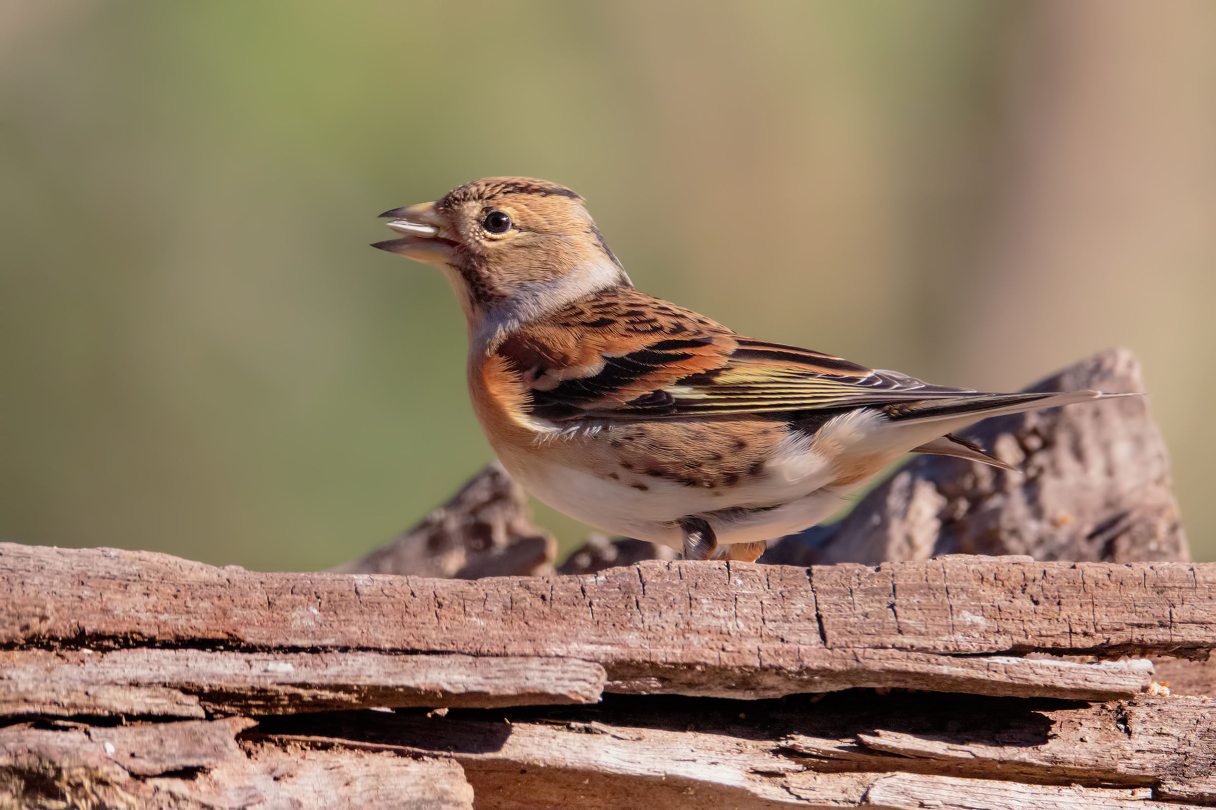 Brambling to ISO 3200 with 7D II...