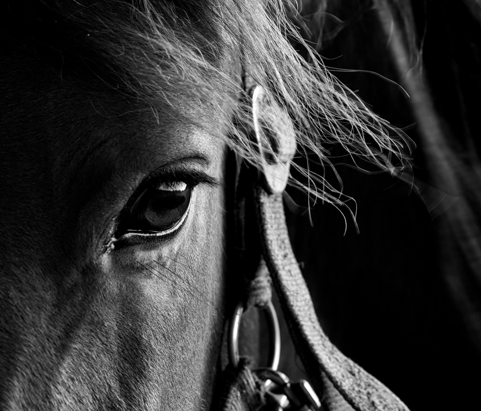 Occhio del cavallo...