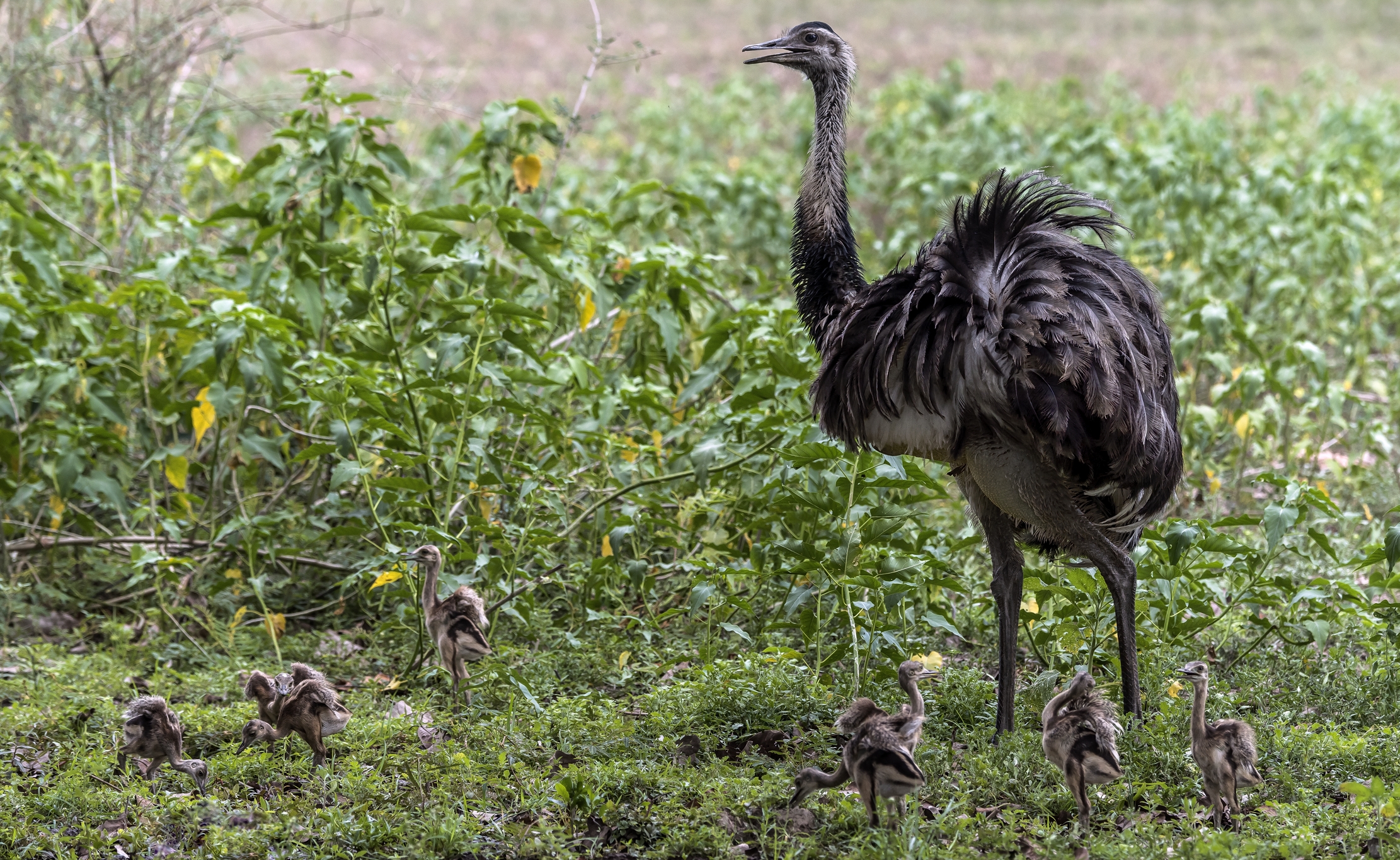 Pantanal 2015 - Rhea (Rhea americana)...