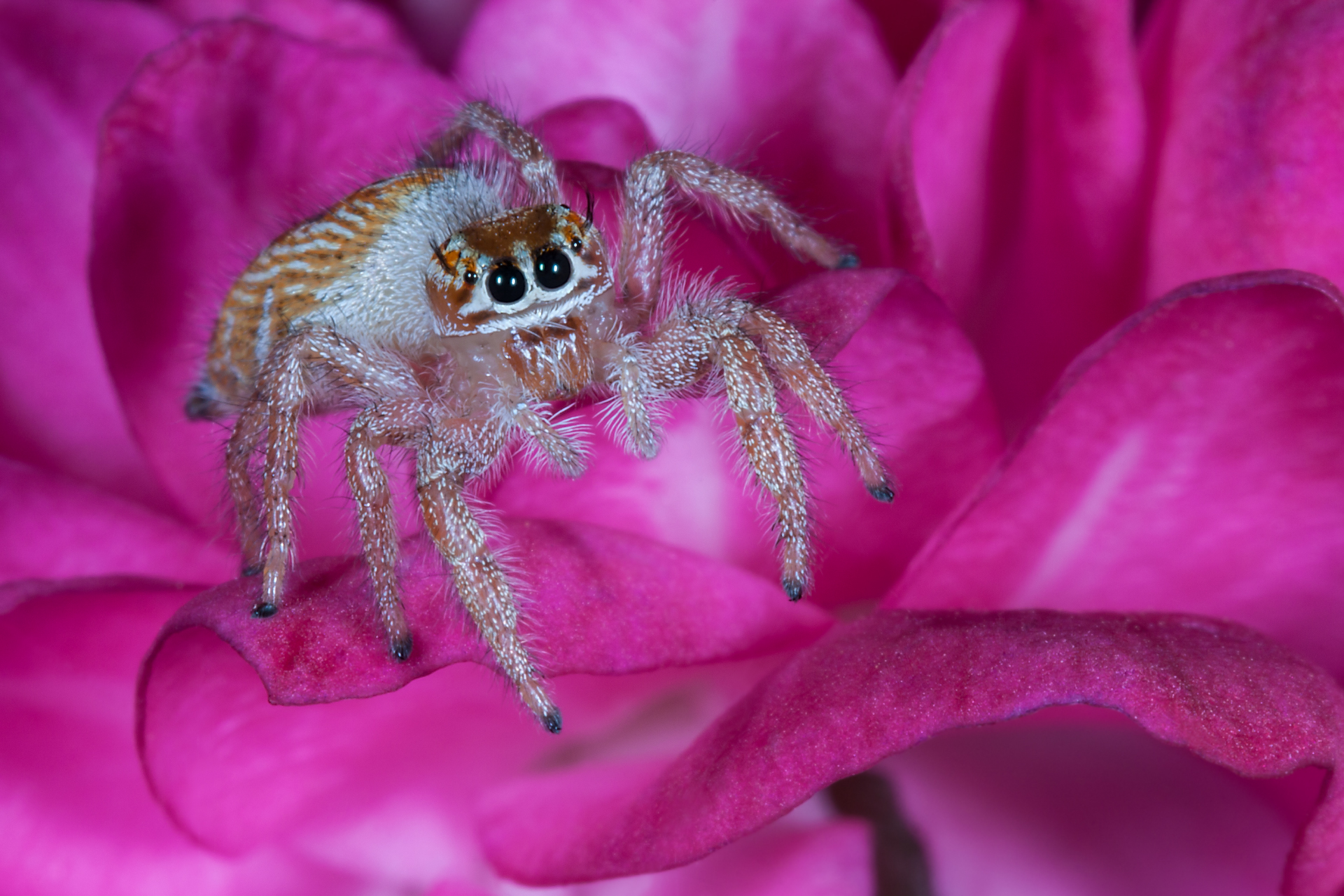 Imperial Jumping Spider...