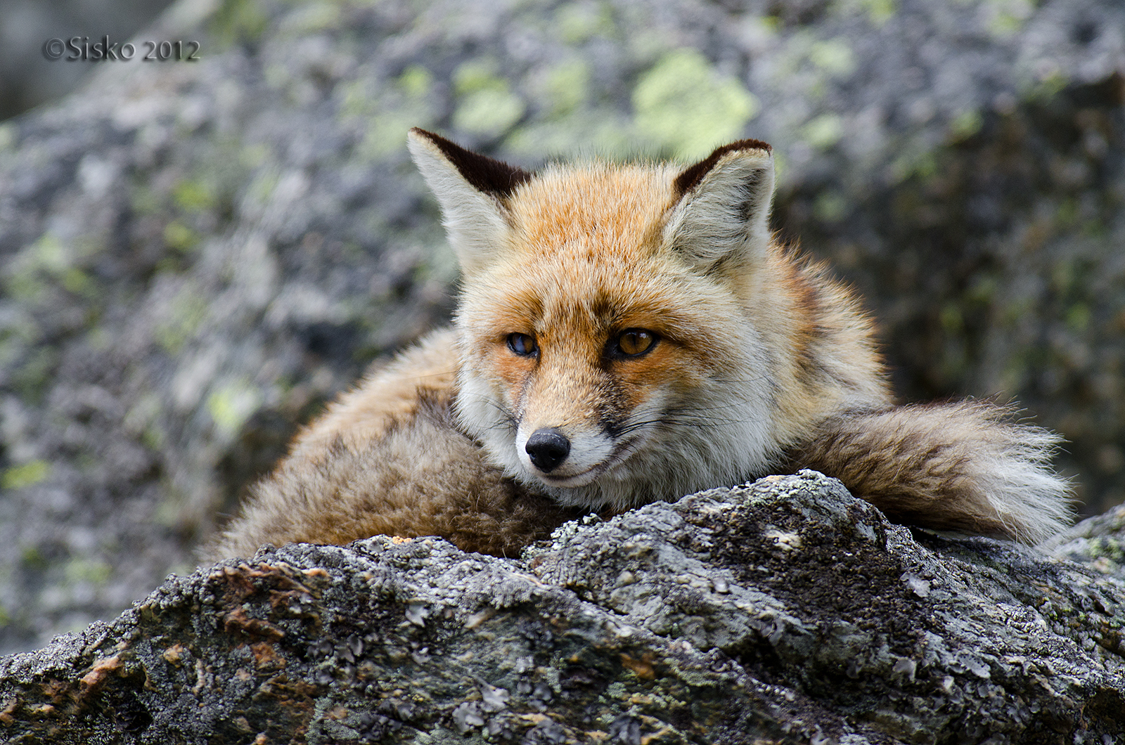 Fox in contemplation...