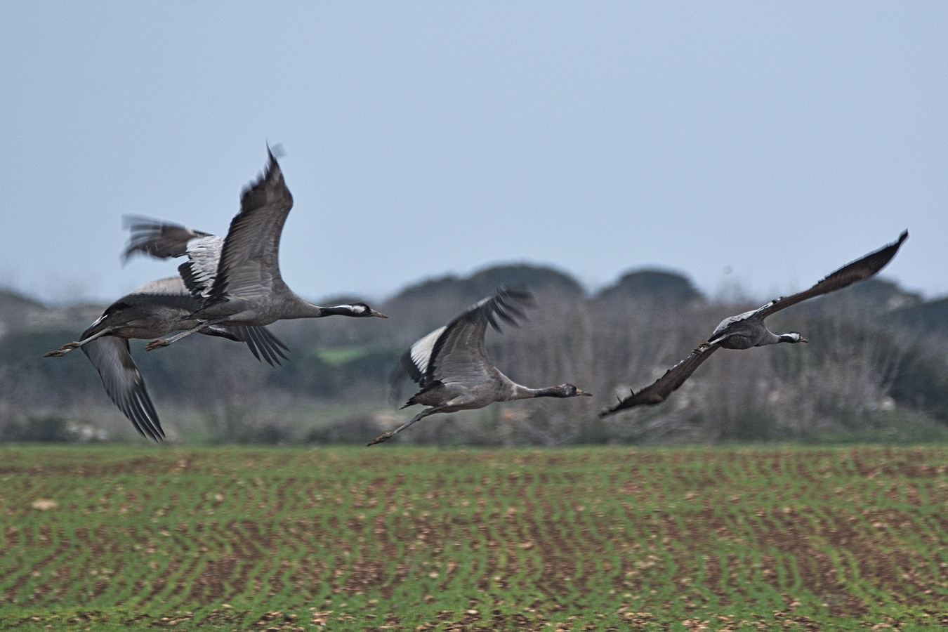 cranes in flight...