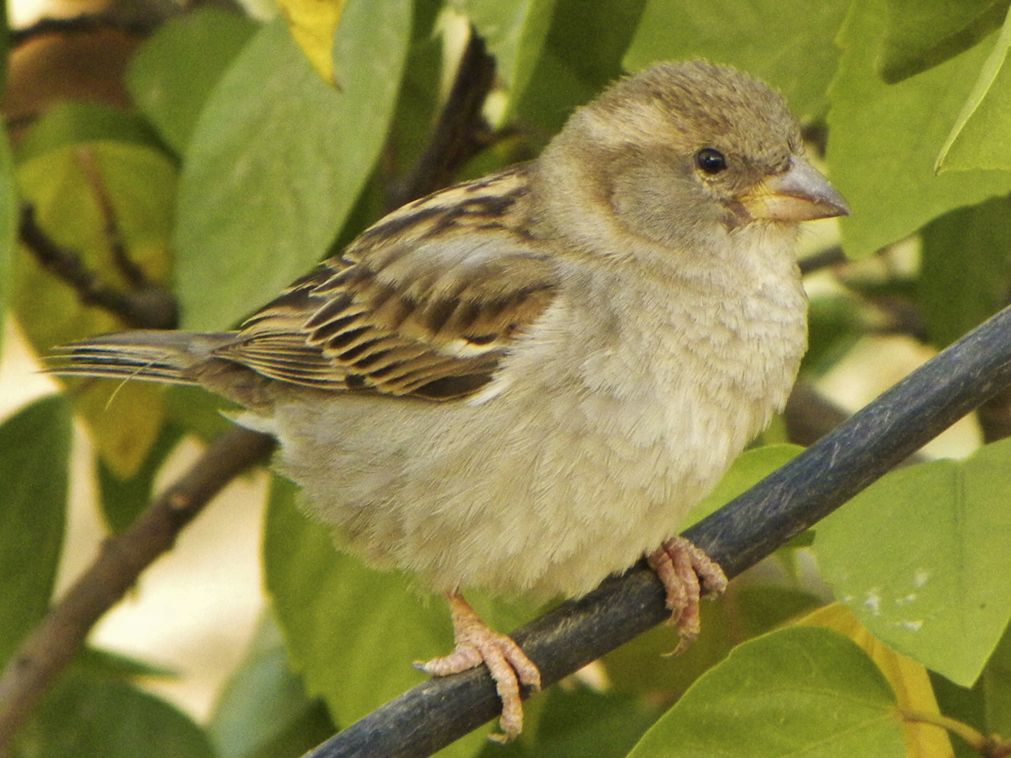 Sparrow cute, met in Agadir, Morocco...