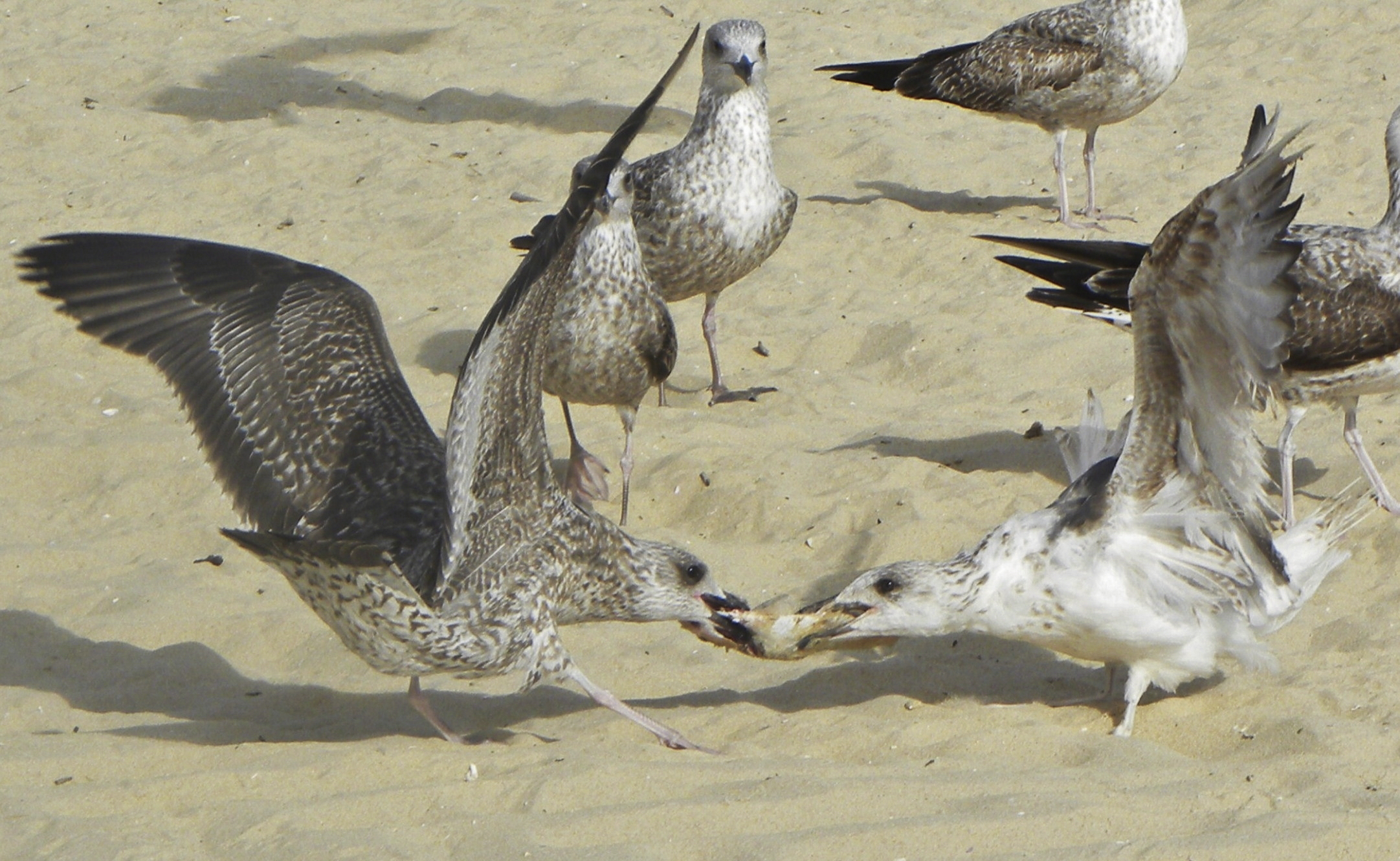 Two seagulls and a fish .... met in Portugal...
