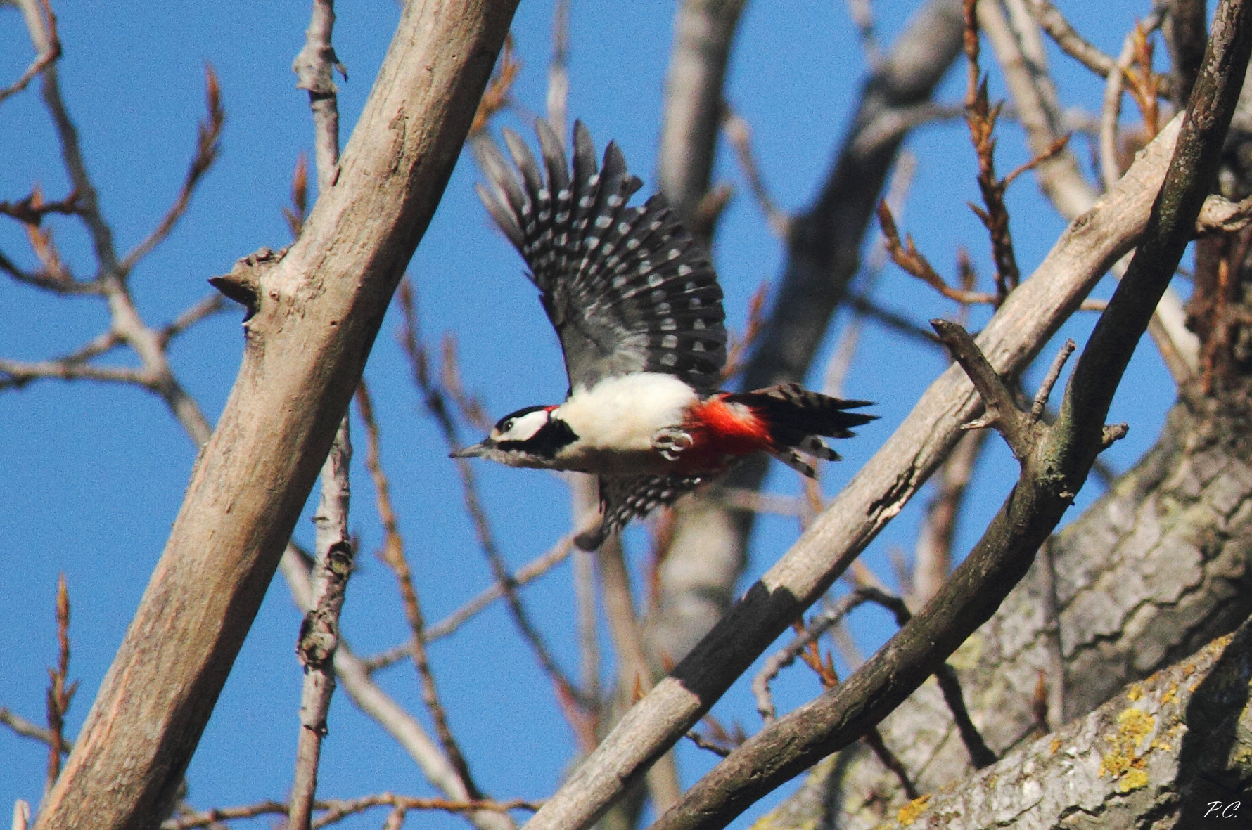 woodpecker on the fly...
