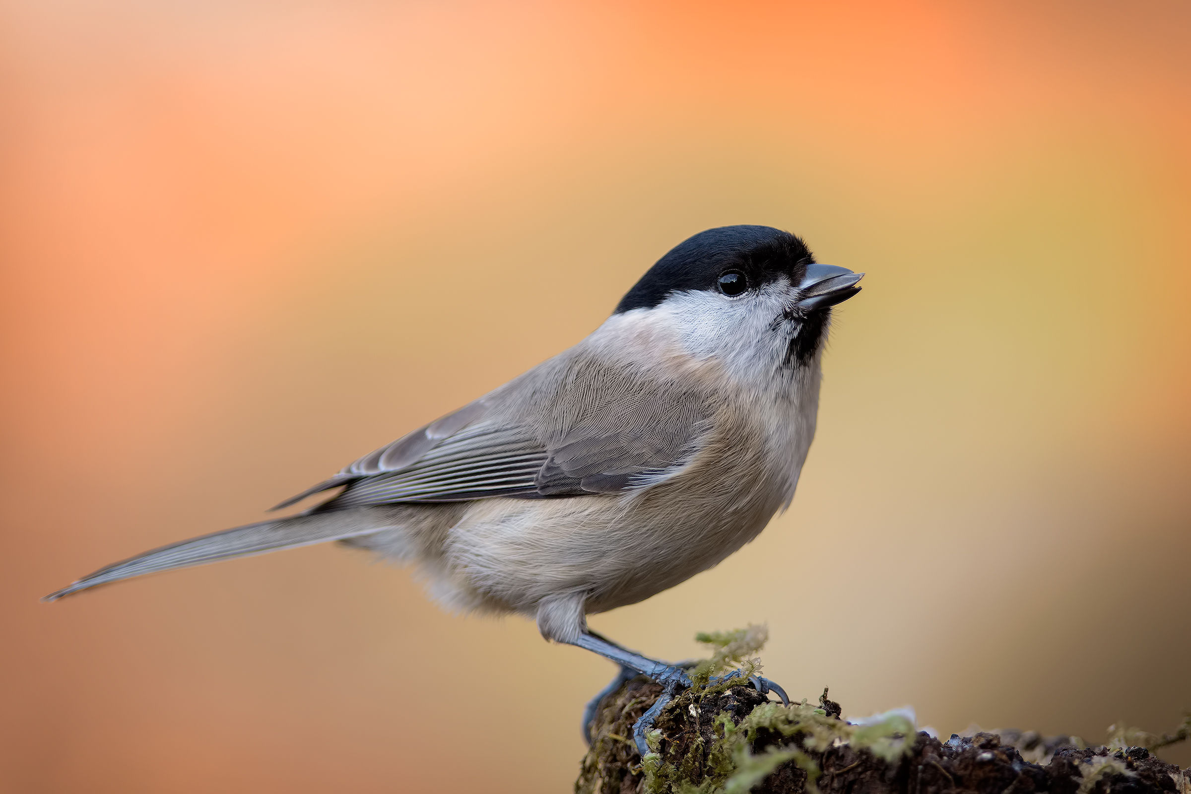 Tit Bigia...