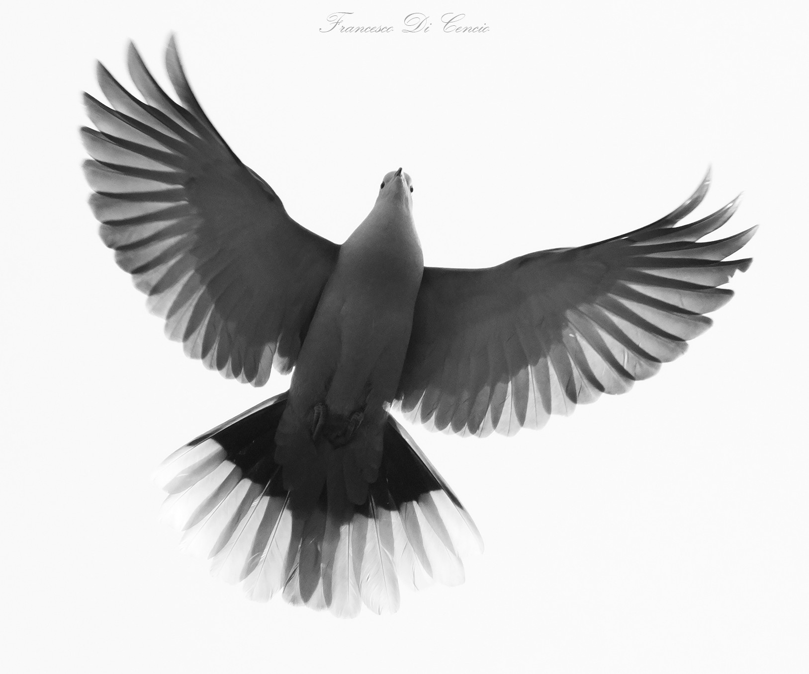 Dove in flight...