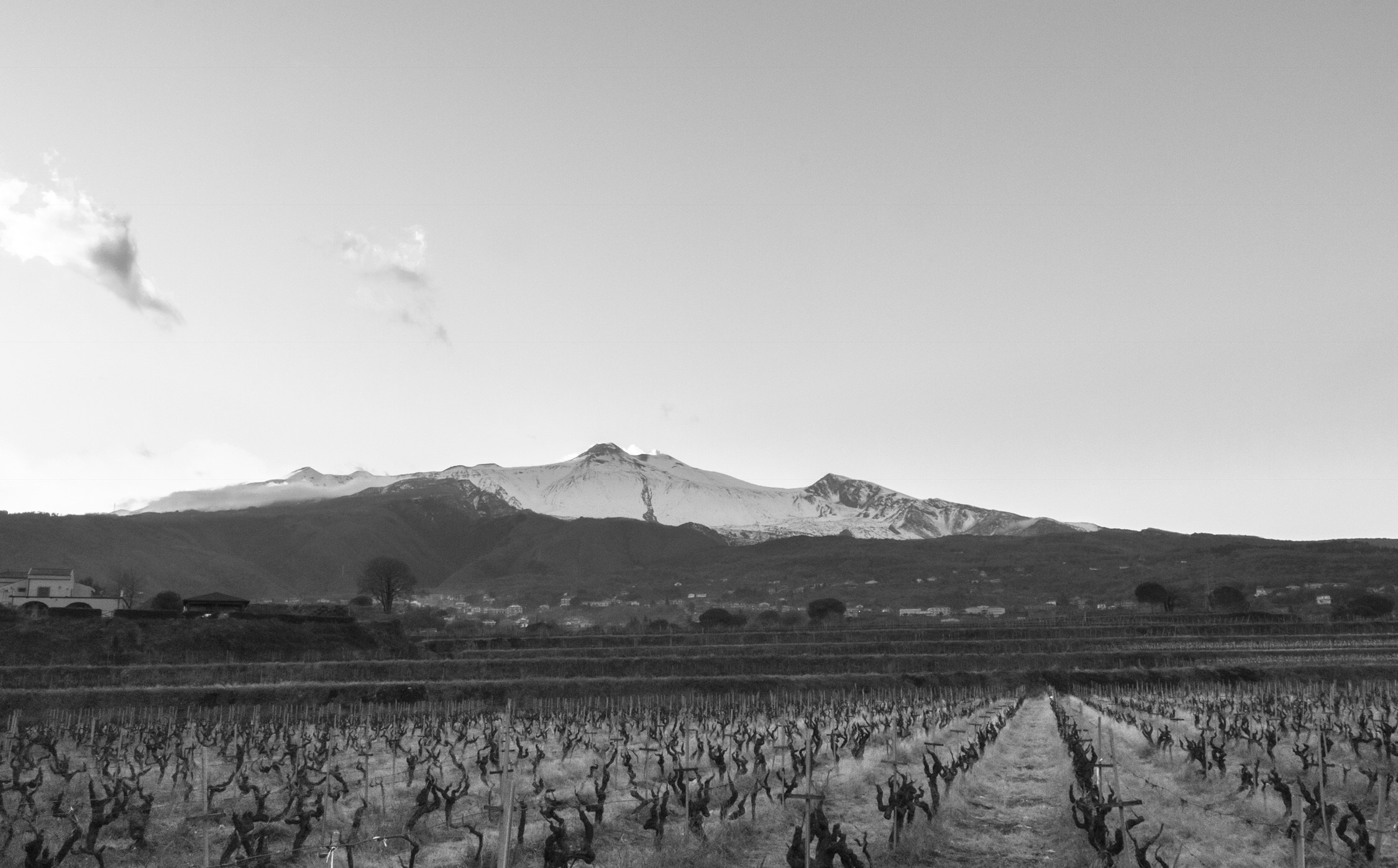 Vineyard at the foot of his majesty Etna...