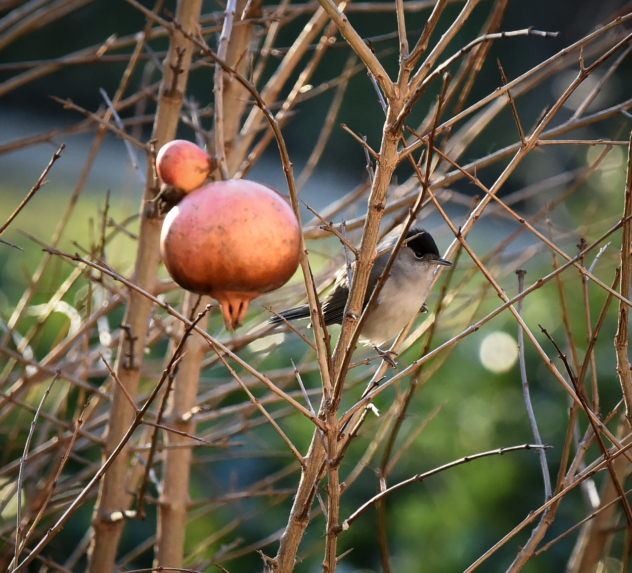 Blackcap...