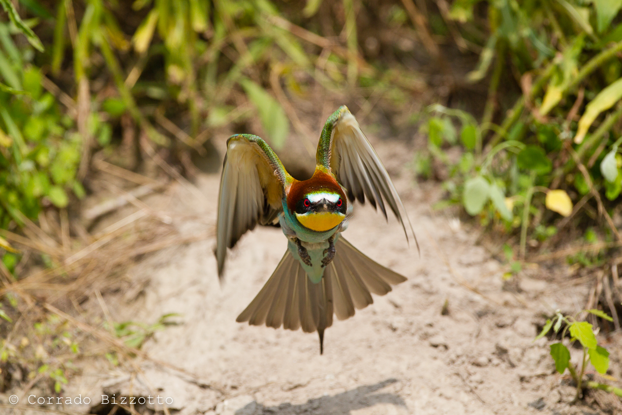 Bee Eater...