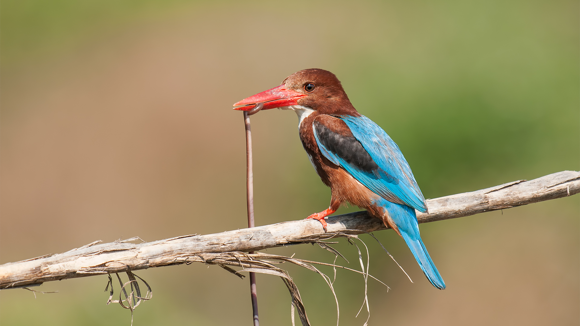 Halcyon smyrnensis »White-throated Kingfisher...