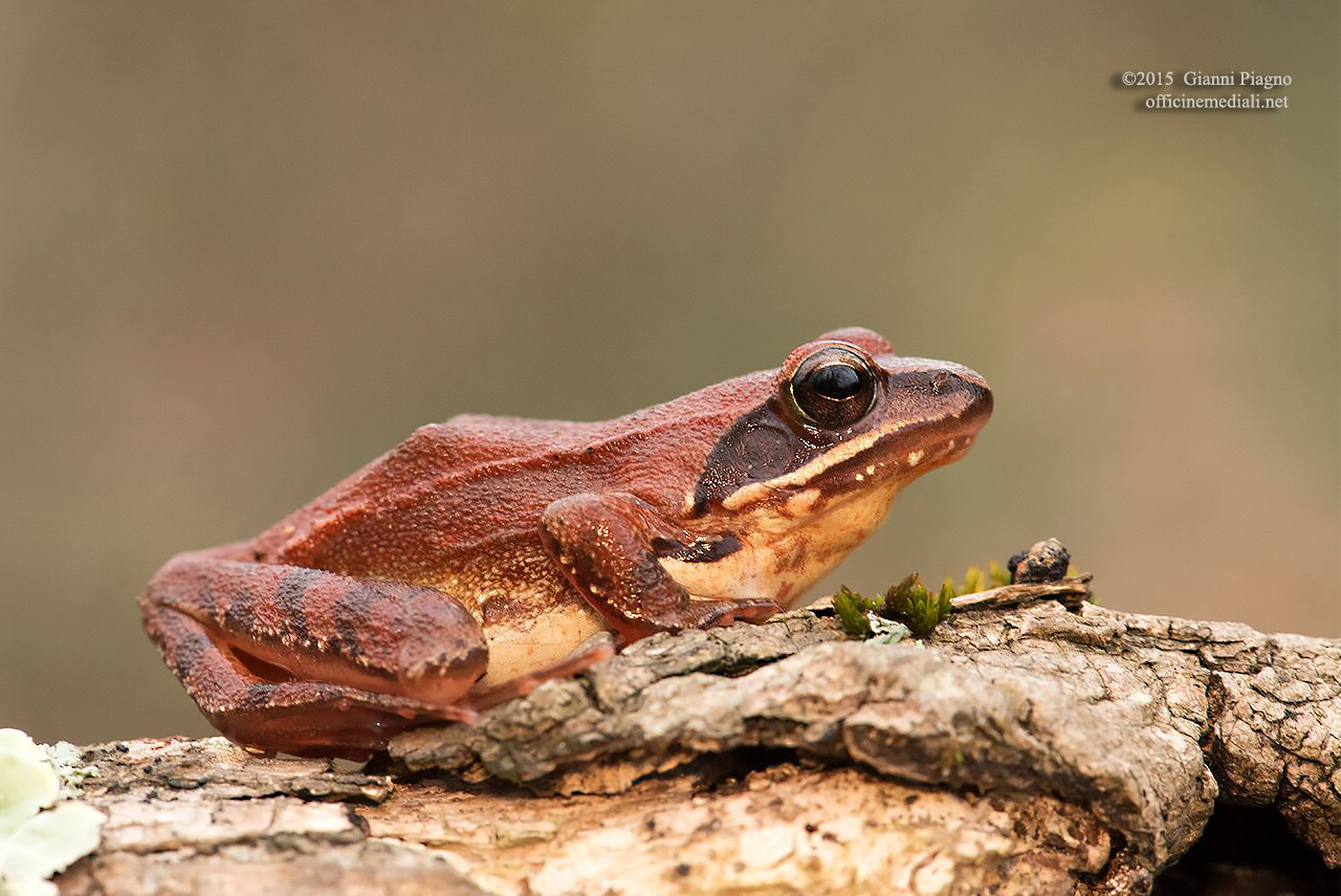 Agile frog (Rana Dalmatina)...