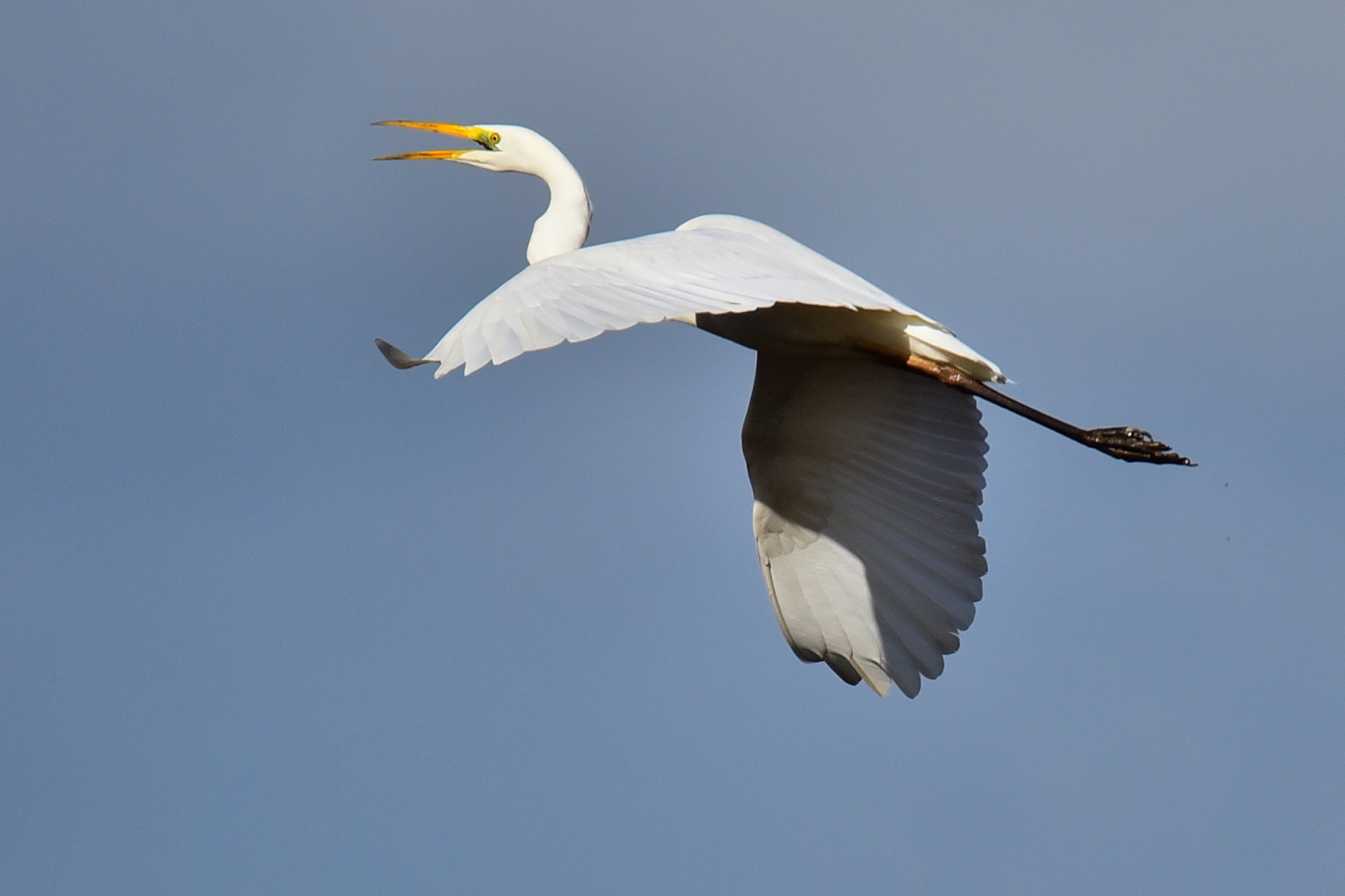 White heron in flight...