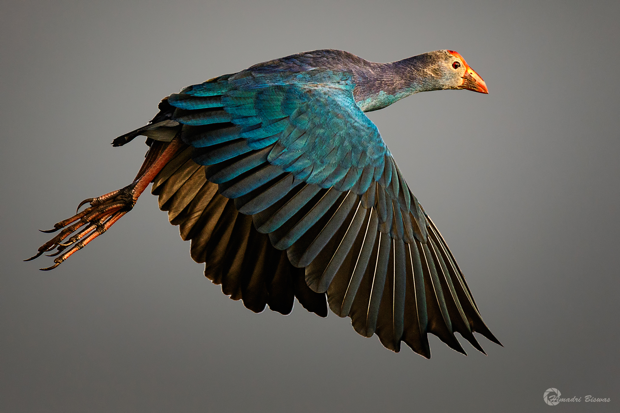 Purple swamphen...