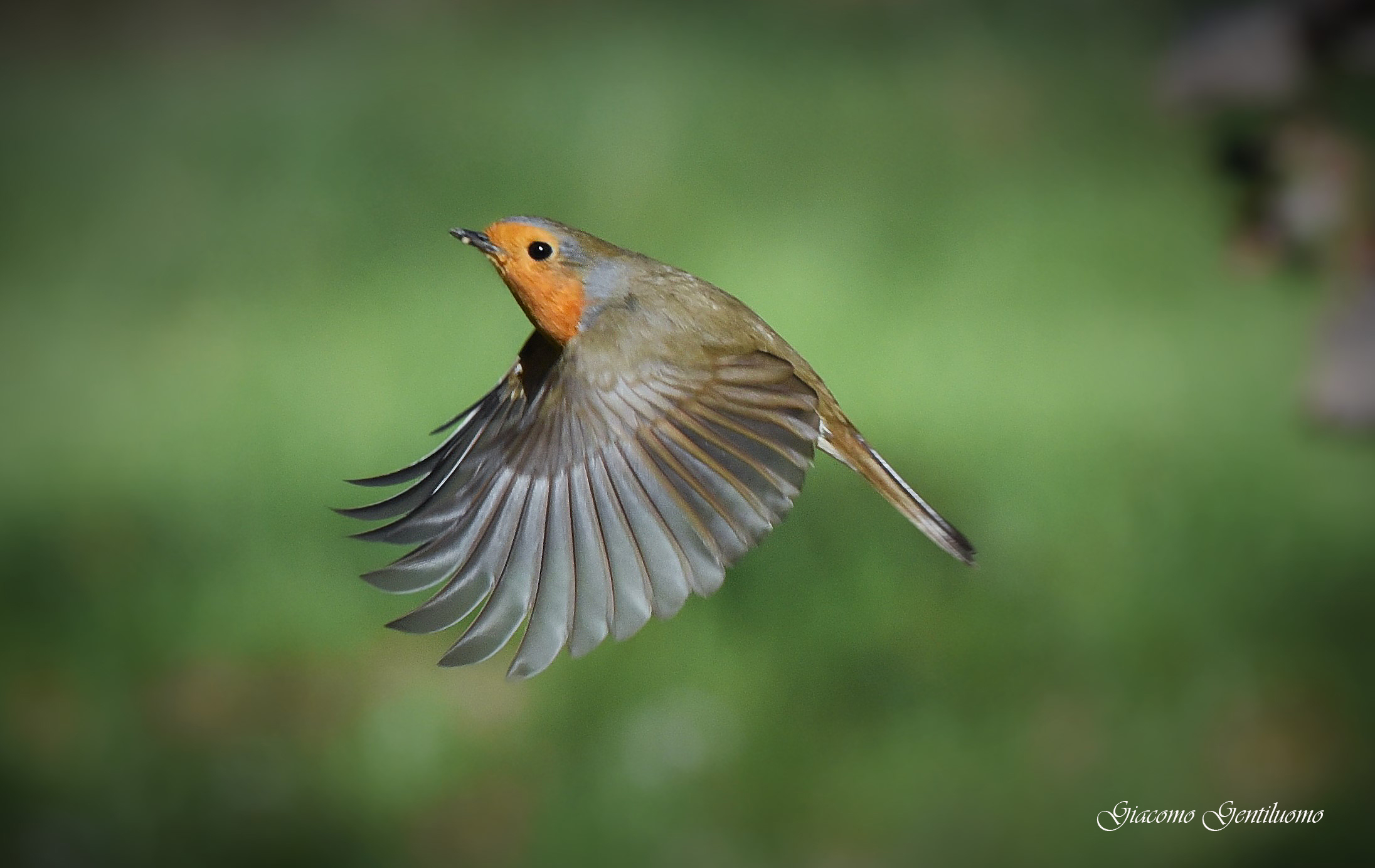 robin in flight...
