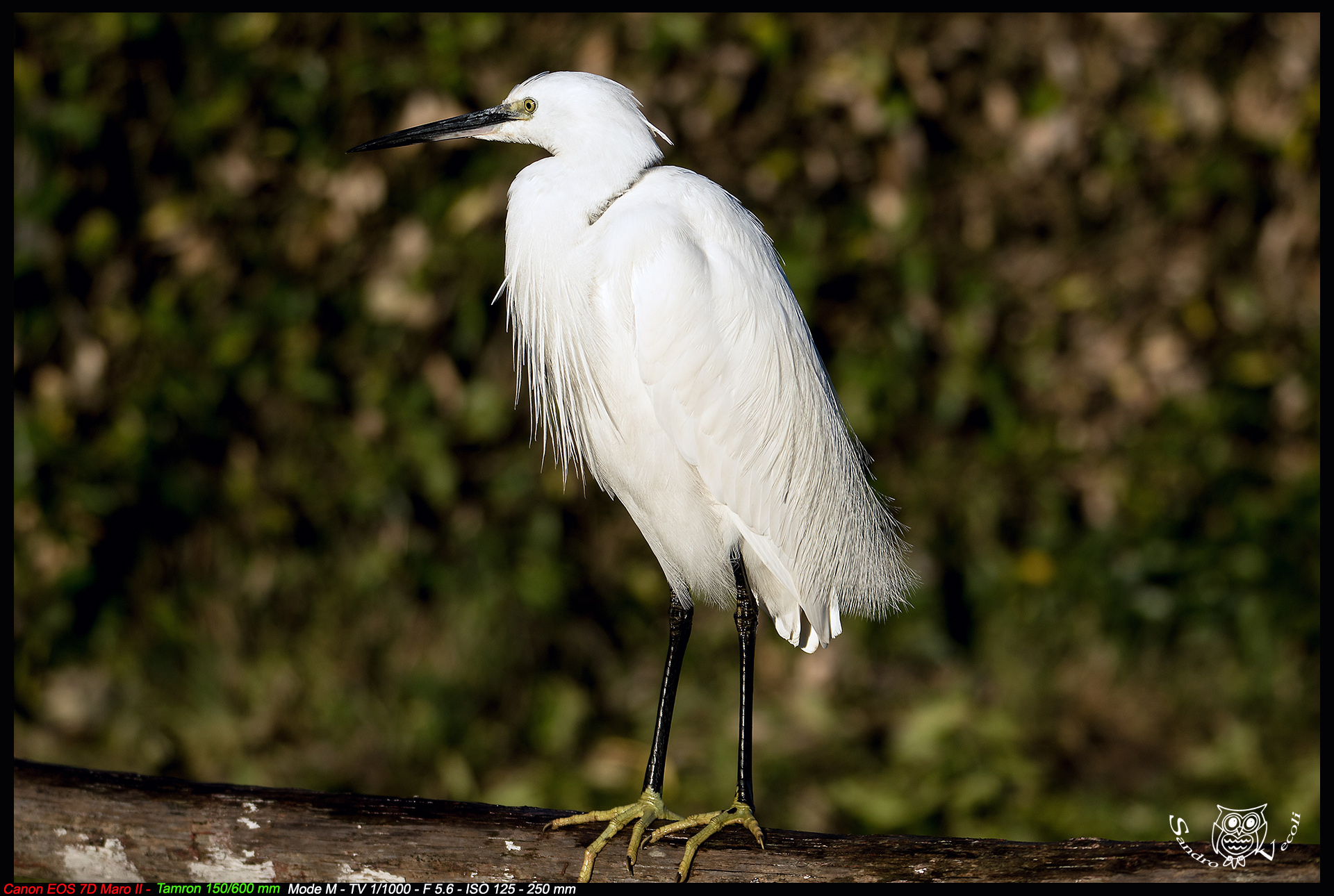 egret...