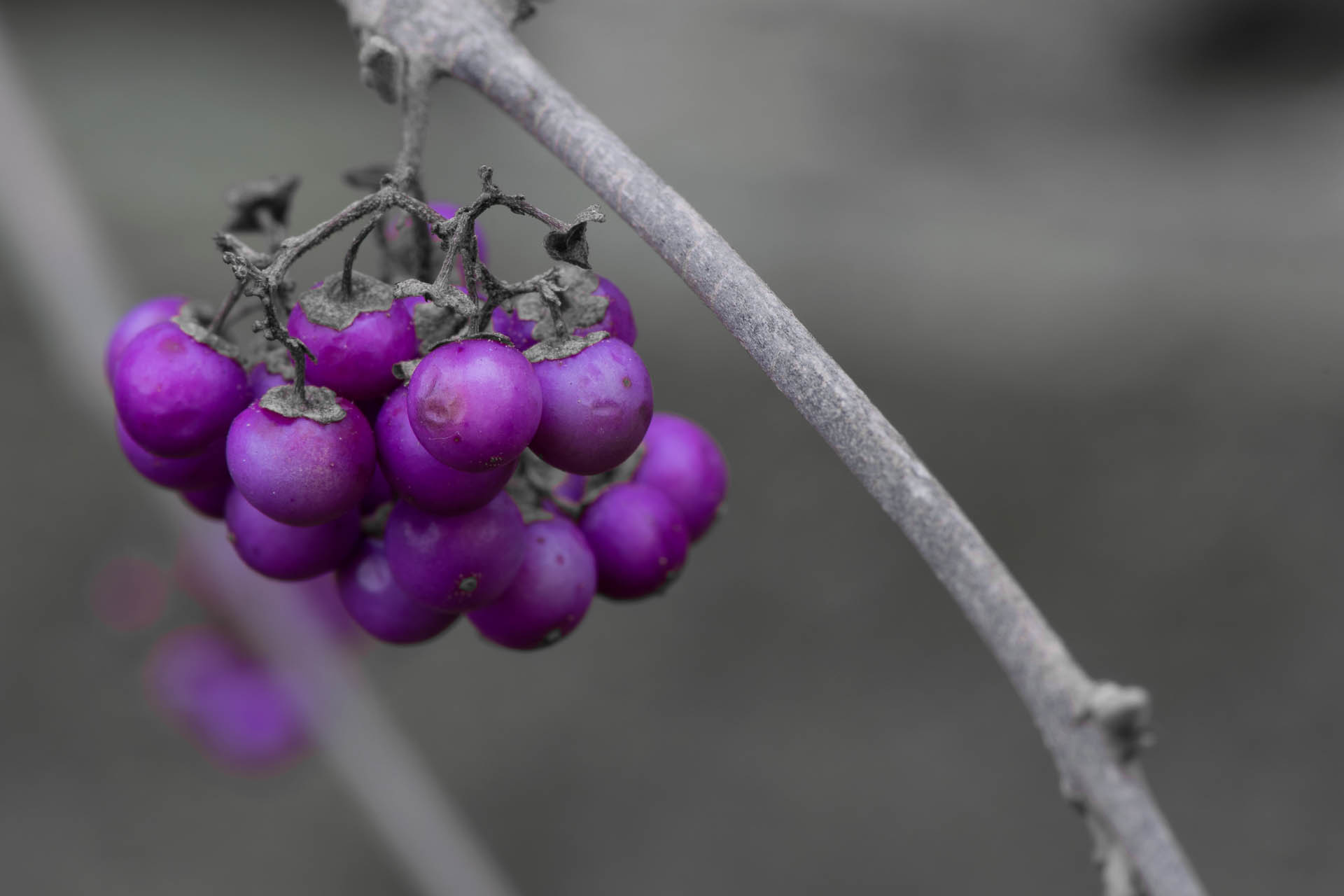 berries...