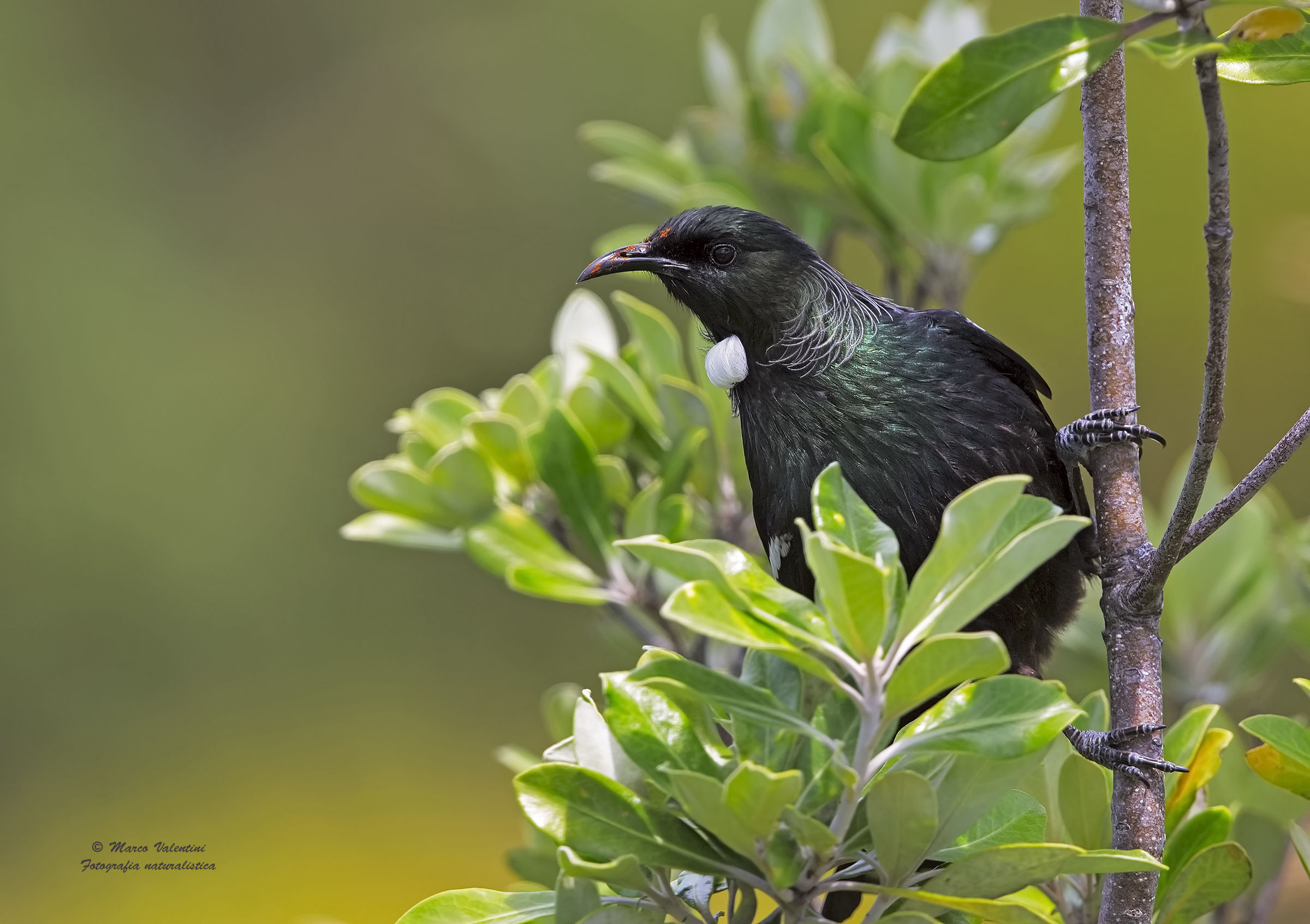 Tui and leaves...