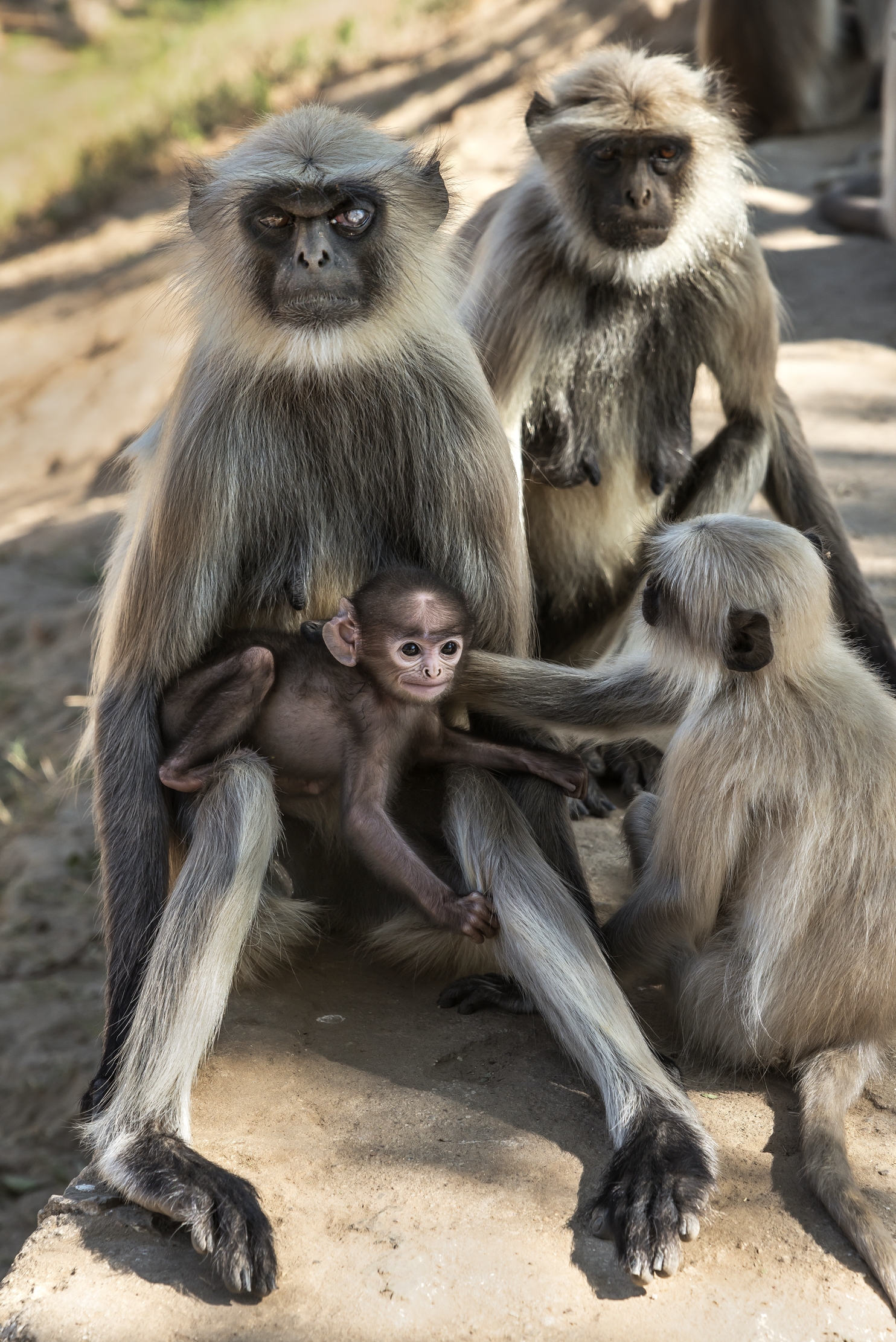 Gujarat 2015 - Langur, in a temple in ruins...