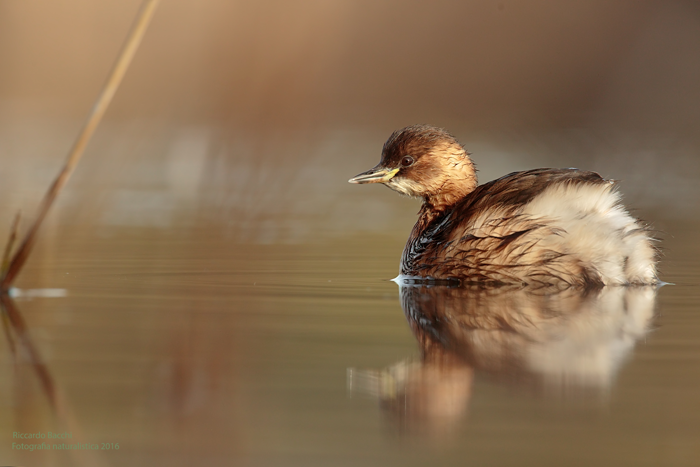 Little Grebe and Straw Swamp...
