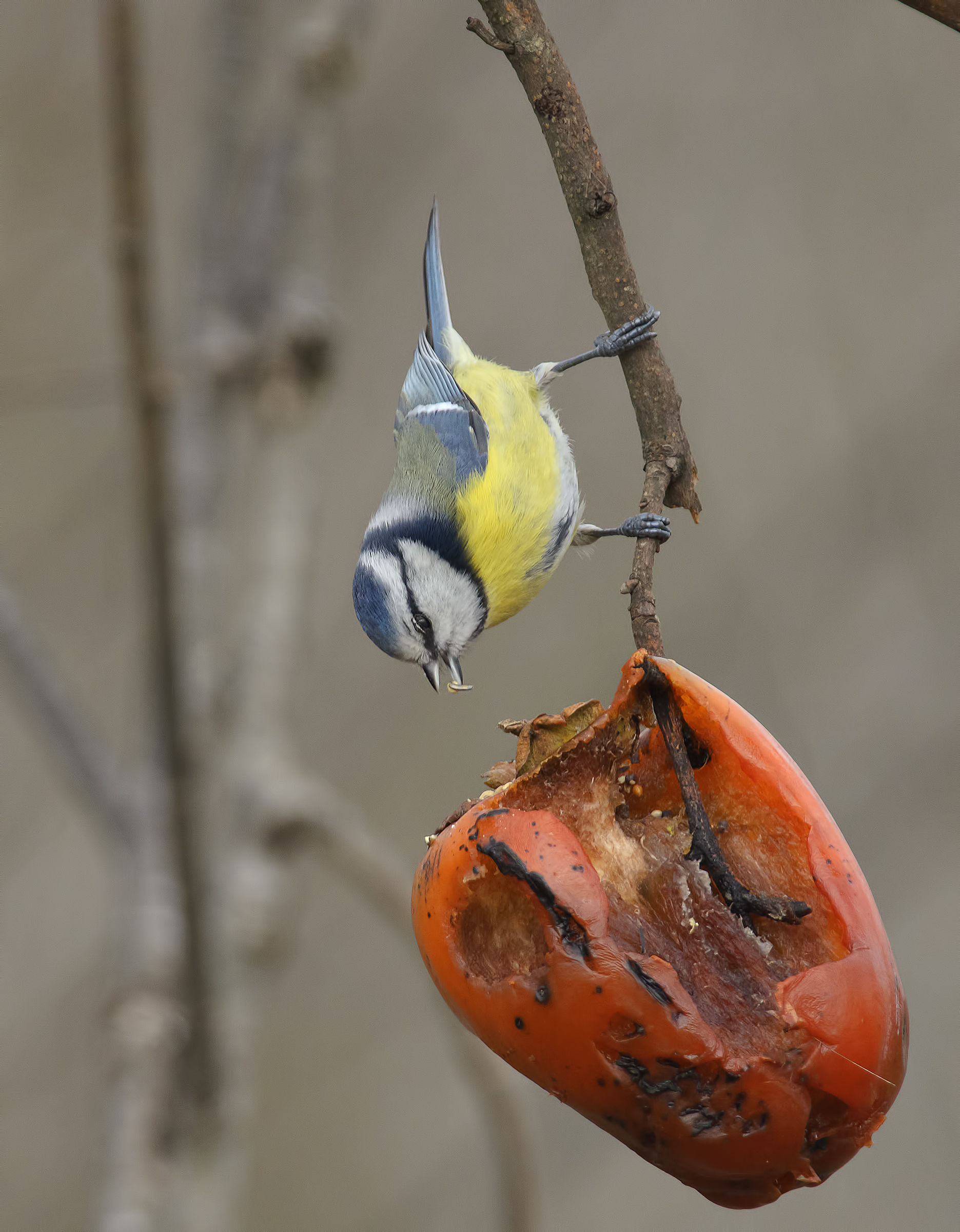 The Tit and persimmon...