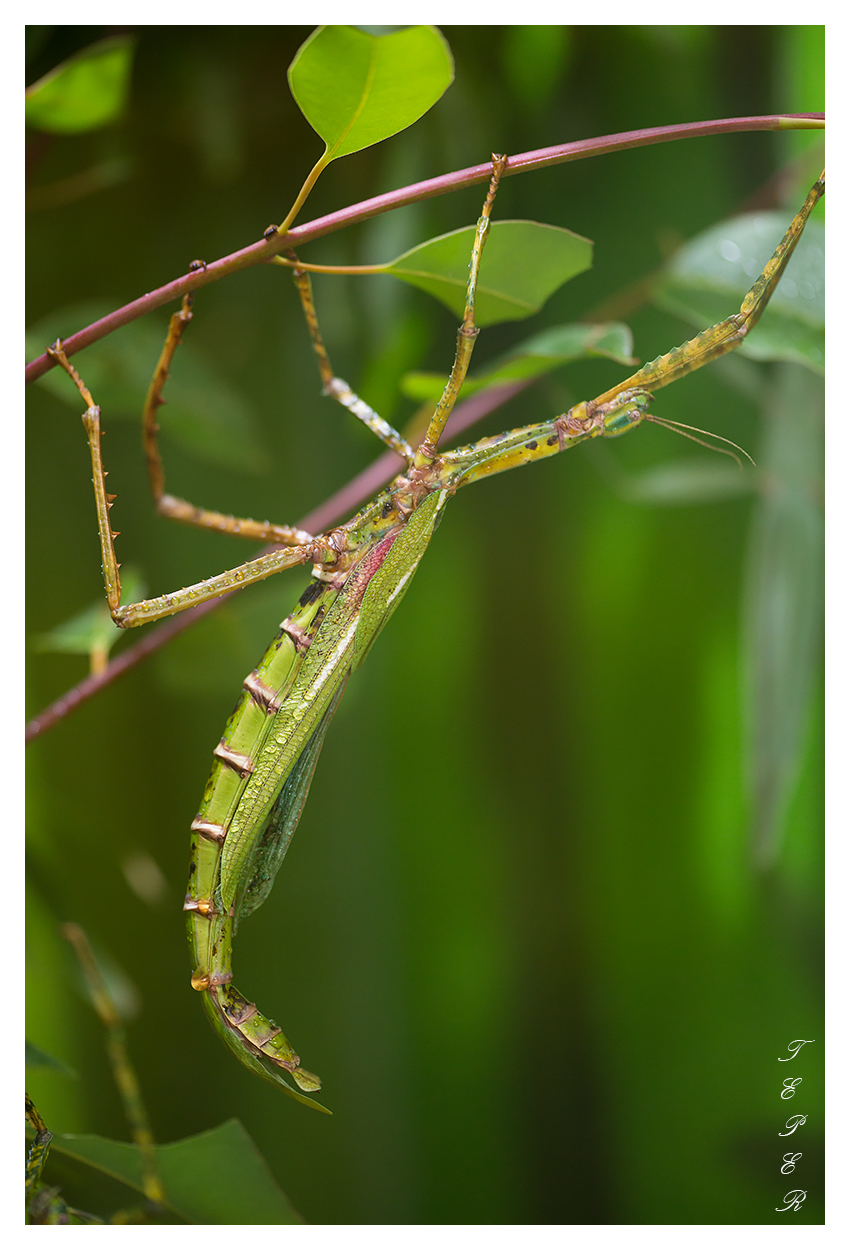 Stick Insect...
