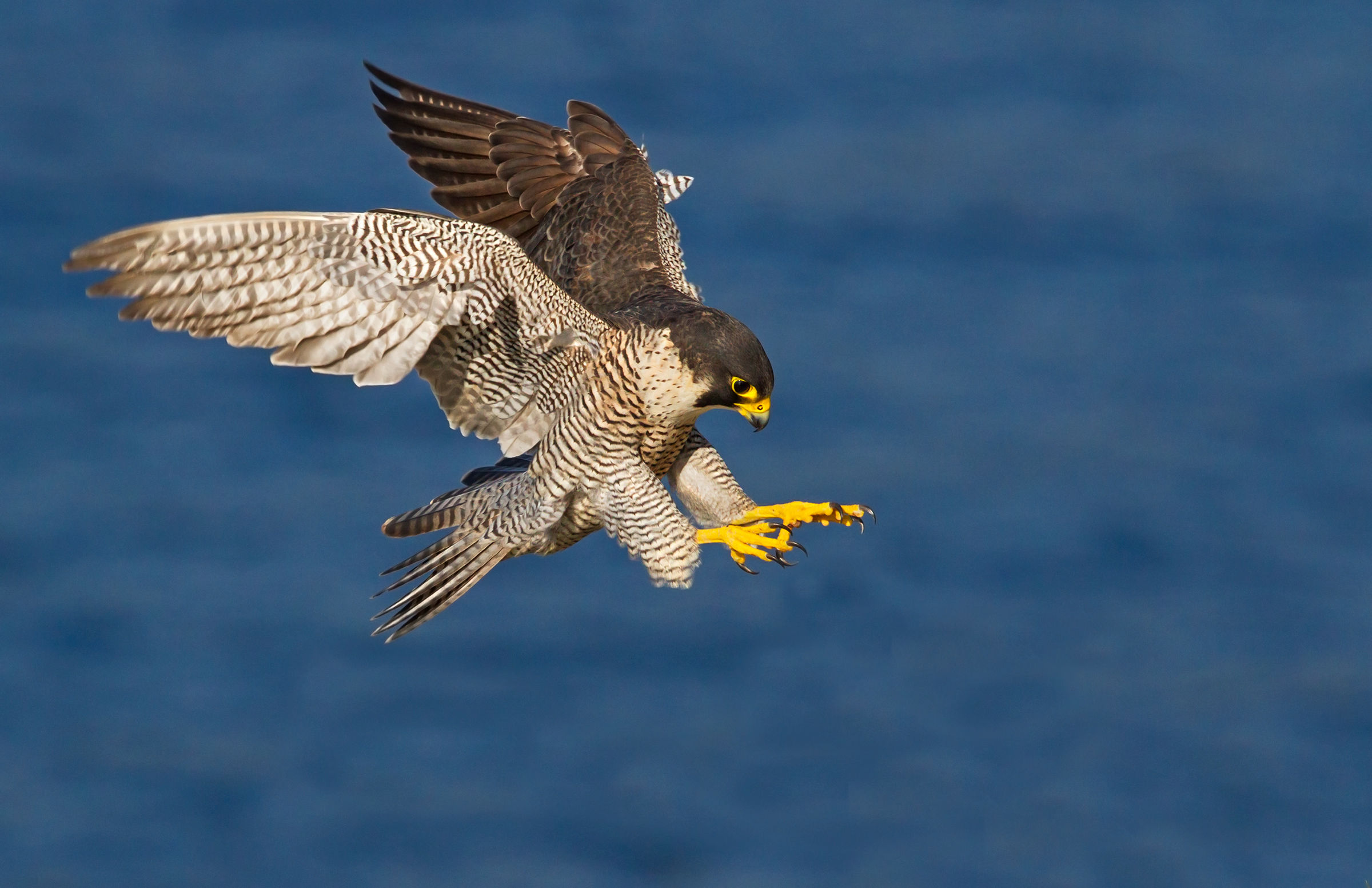 Falco Pellegrino.....l'arrivo...