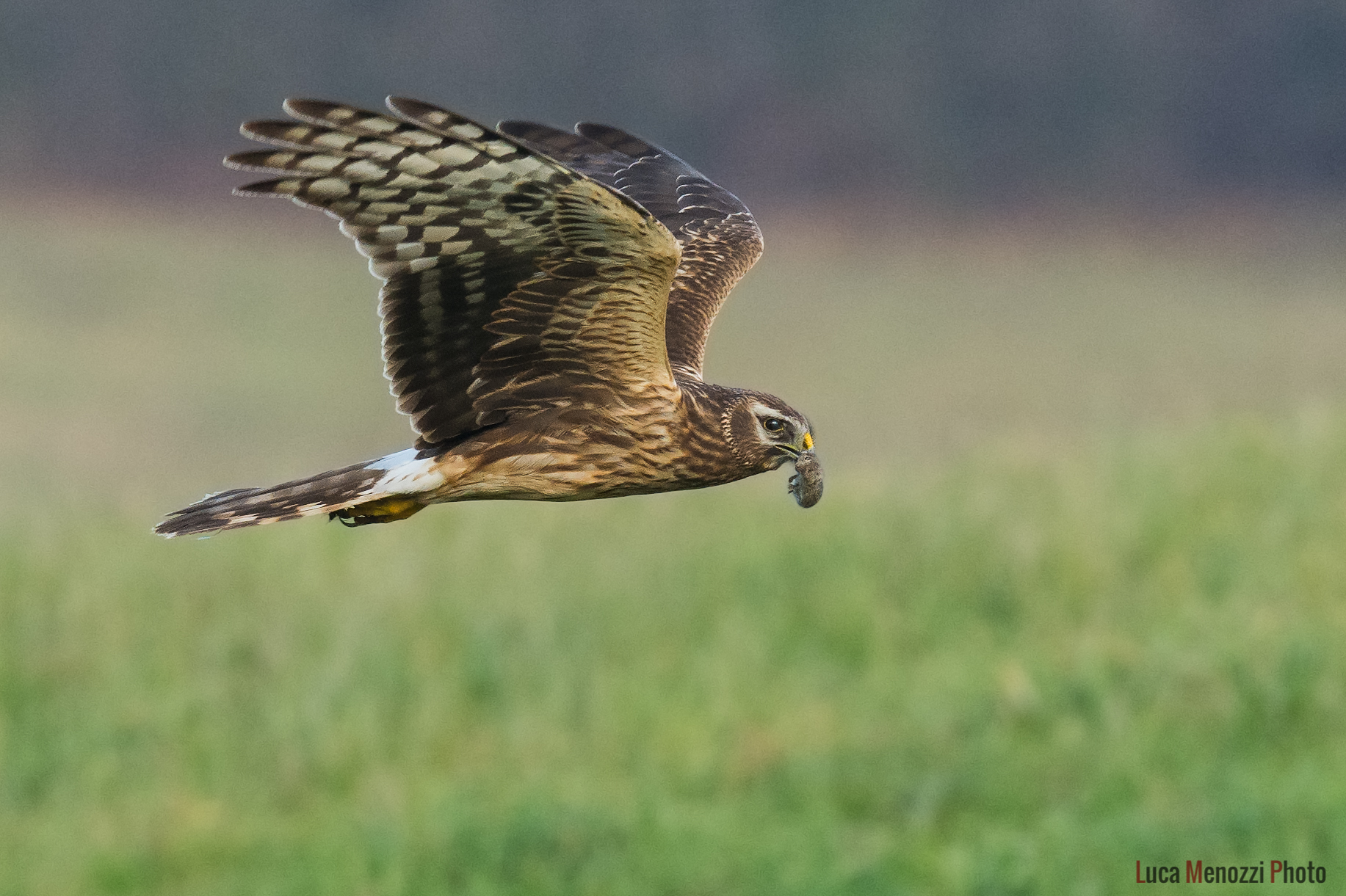 Royal Harrier with prey...