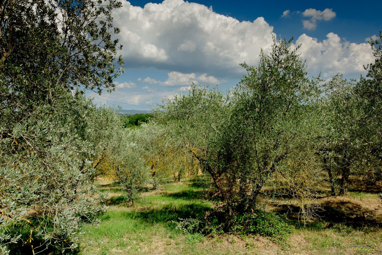 Olives in Monteriggioni...