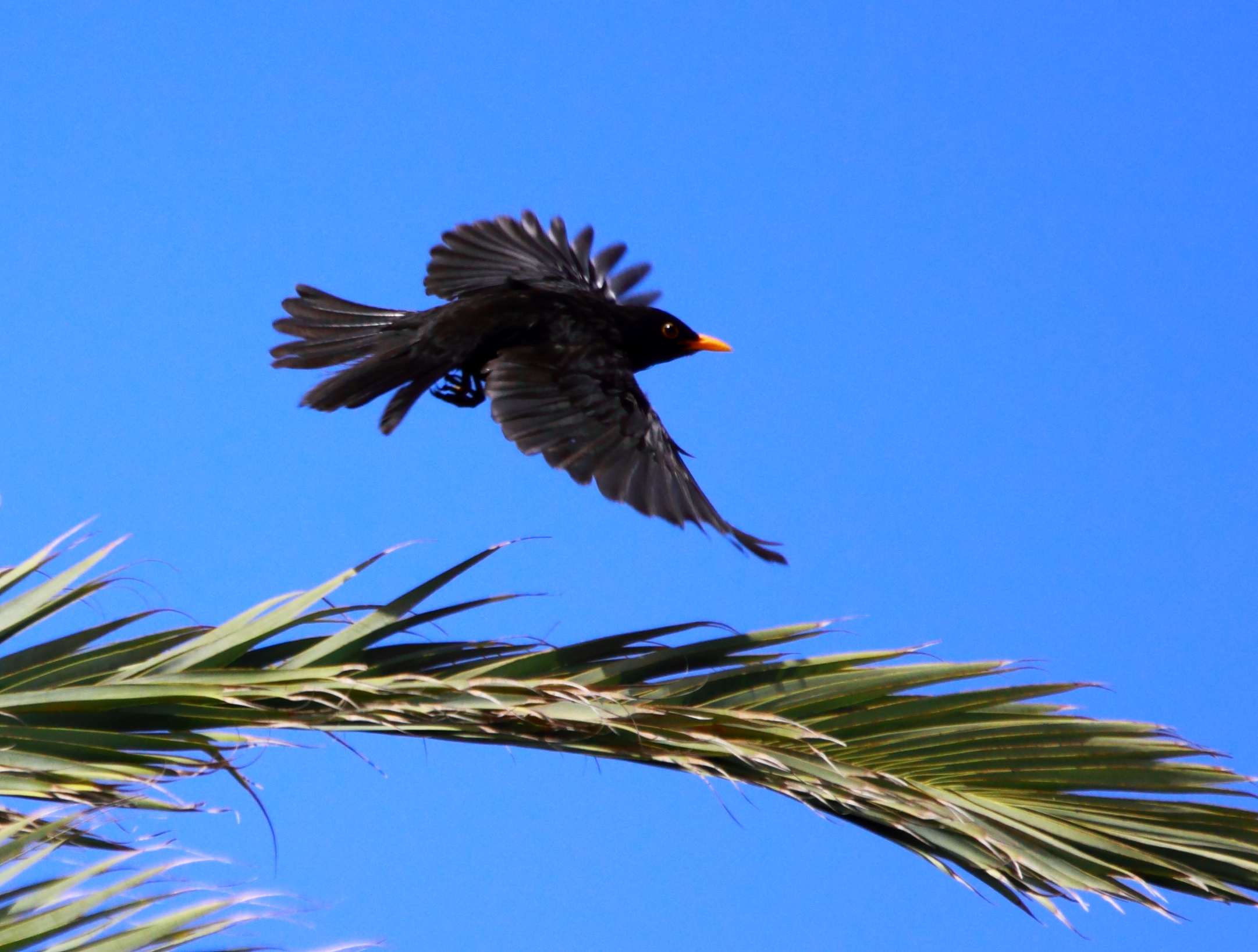 Freedom...