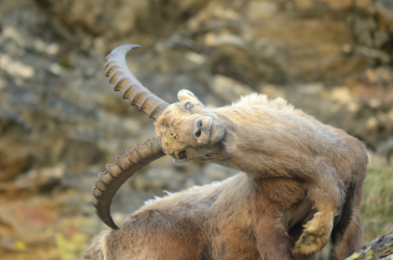 the contortions of the ibex...