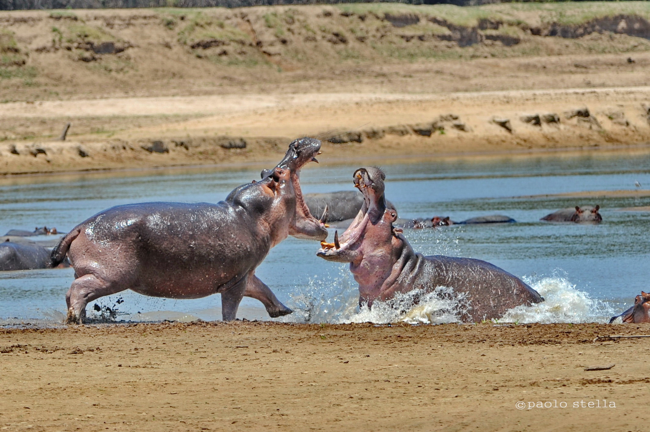 fighting hippos...