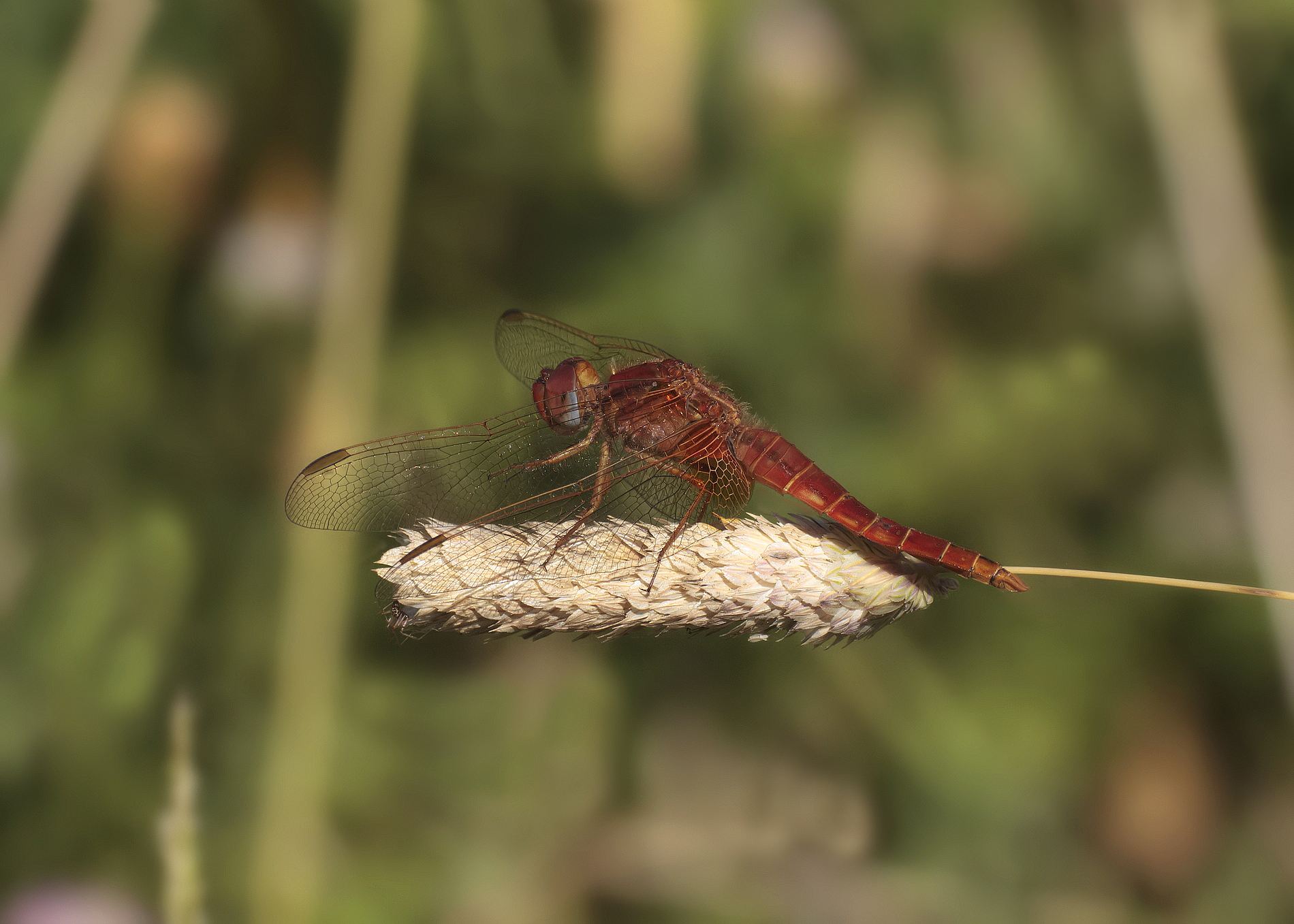 libellula rossa...