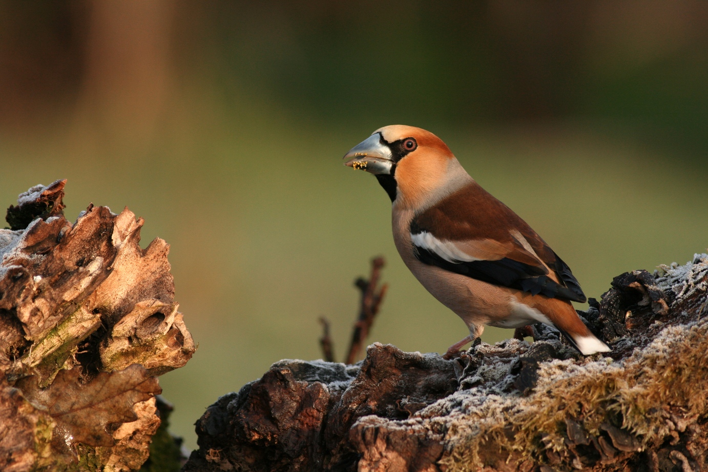 Hawfinch photography in Bulgaria...