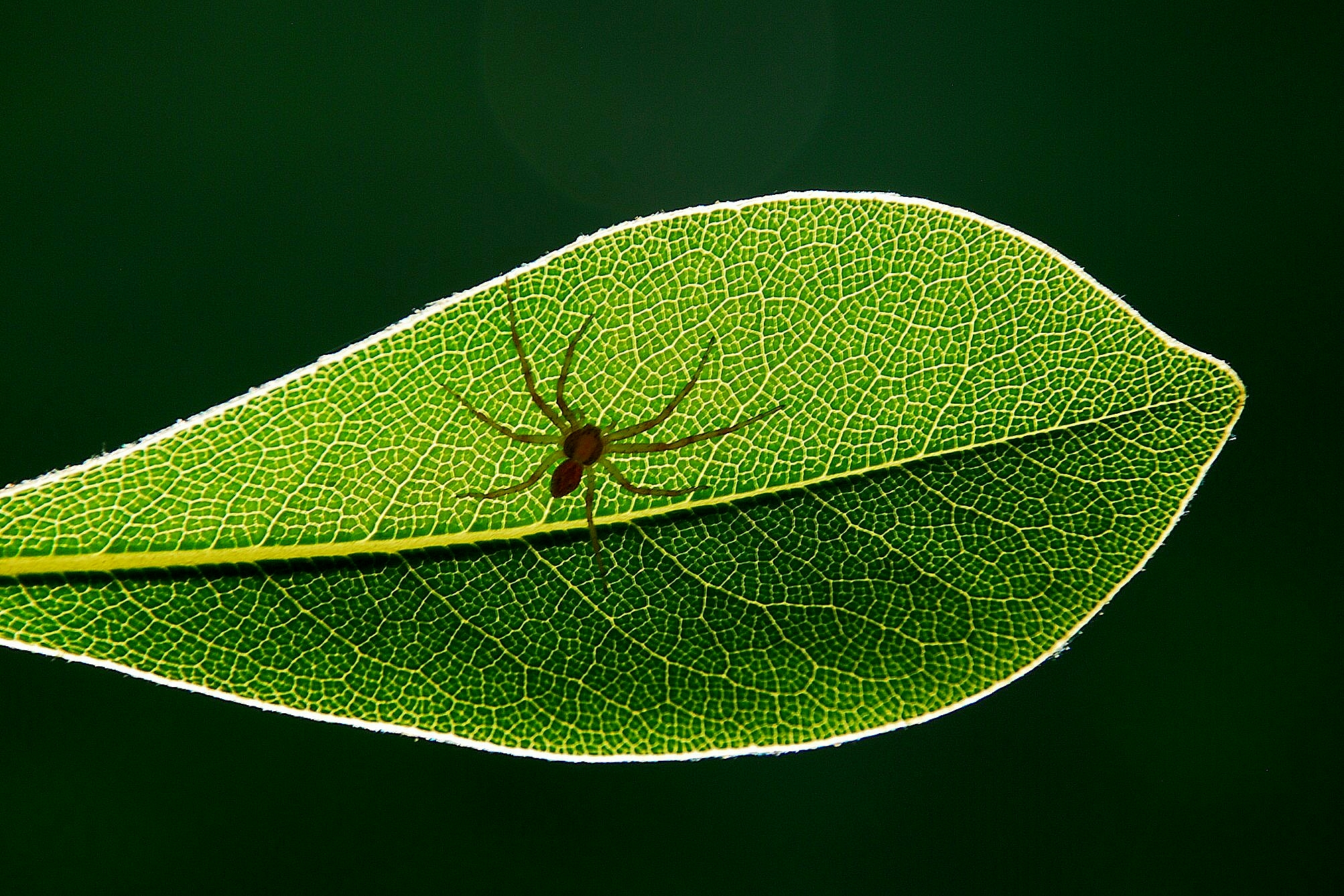 Radiograph of a spider and a leaf...