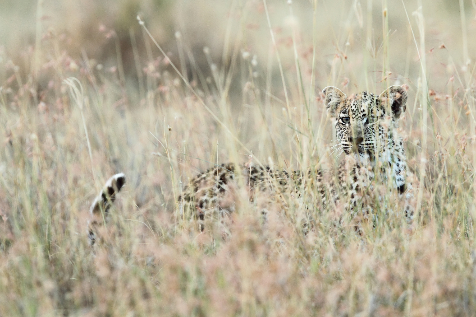leopard cub...