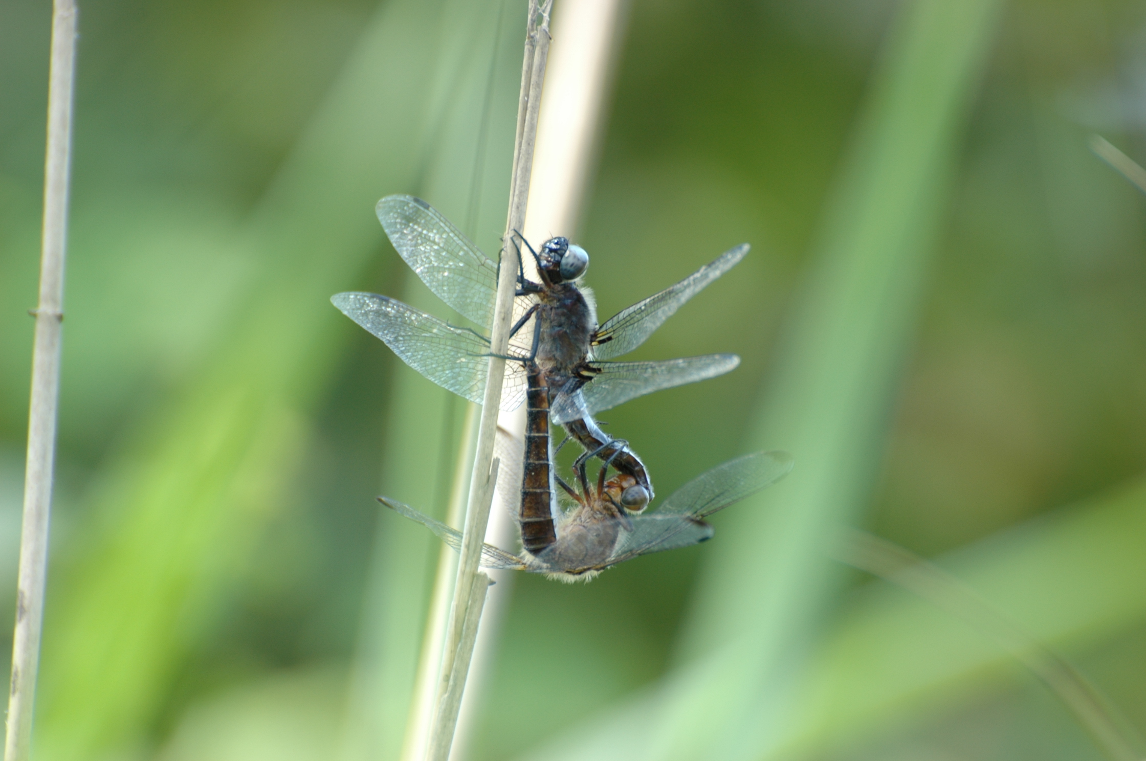 libellula2...