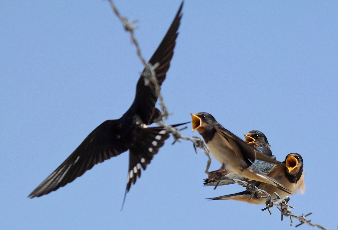 swallows...