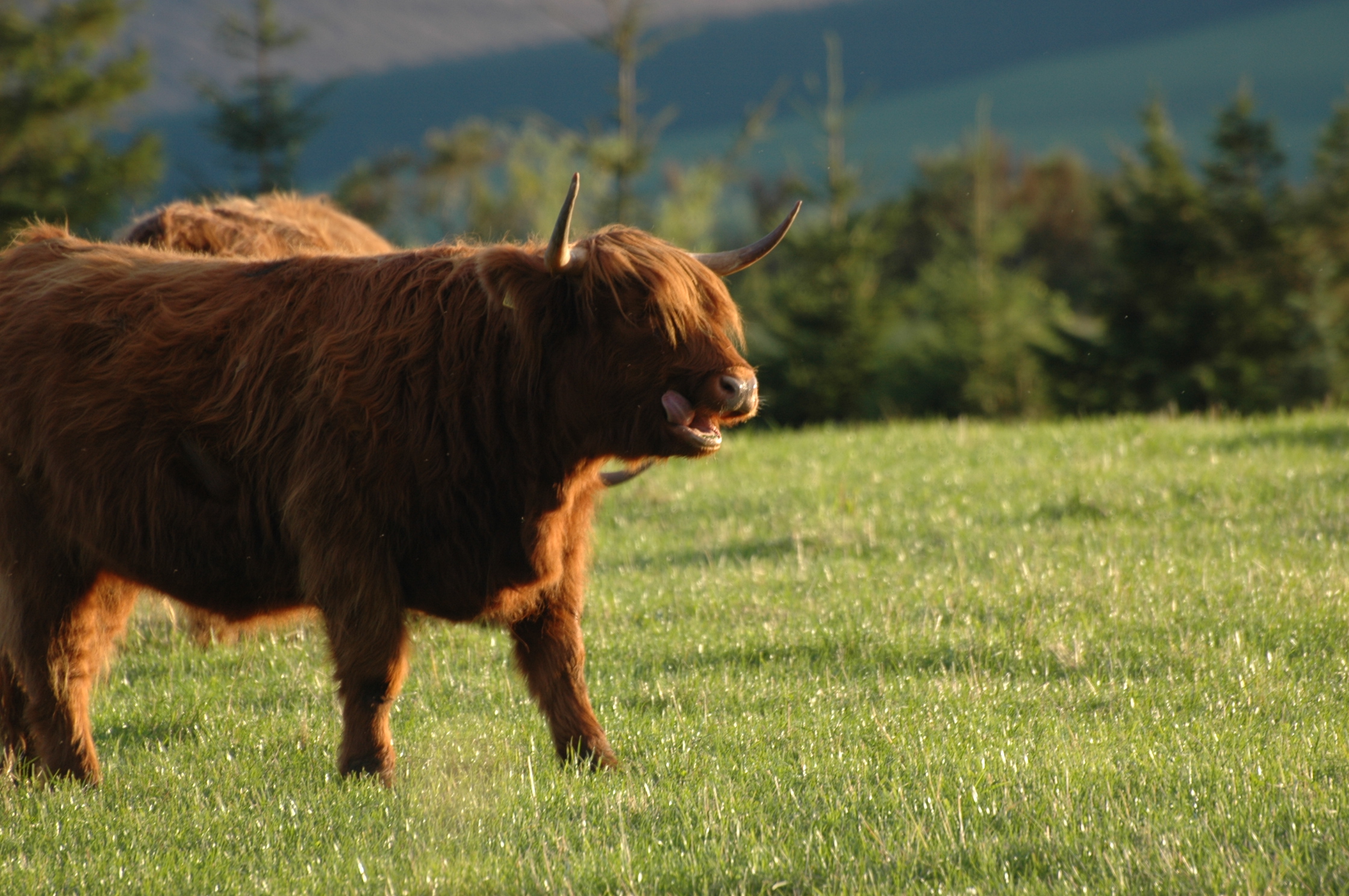 cow, scotland...