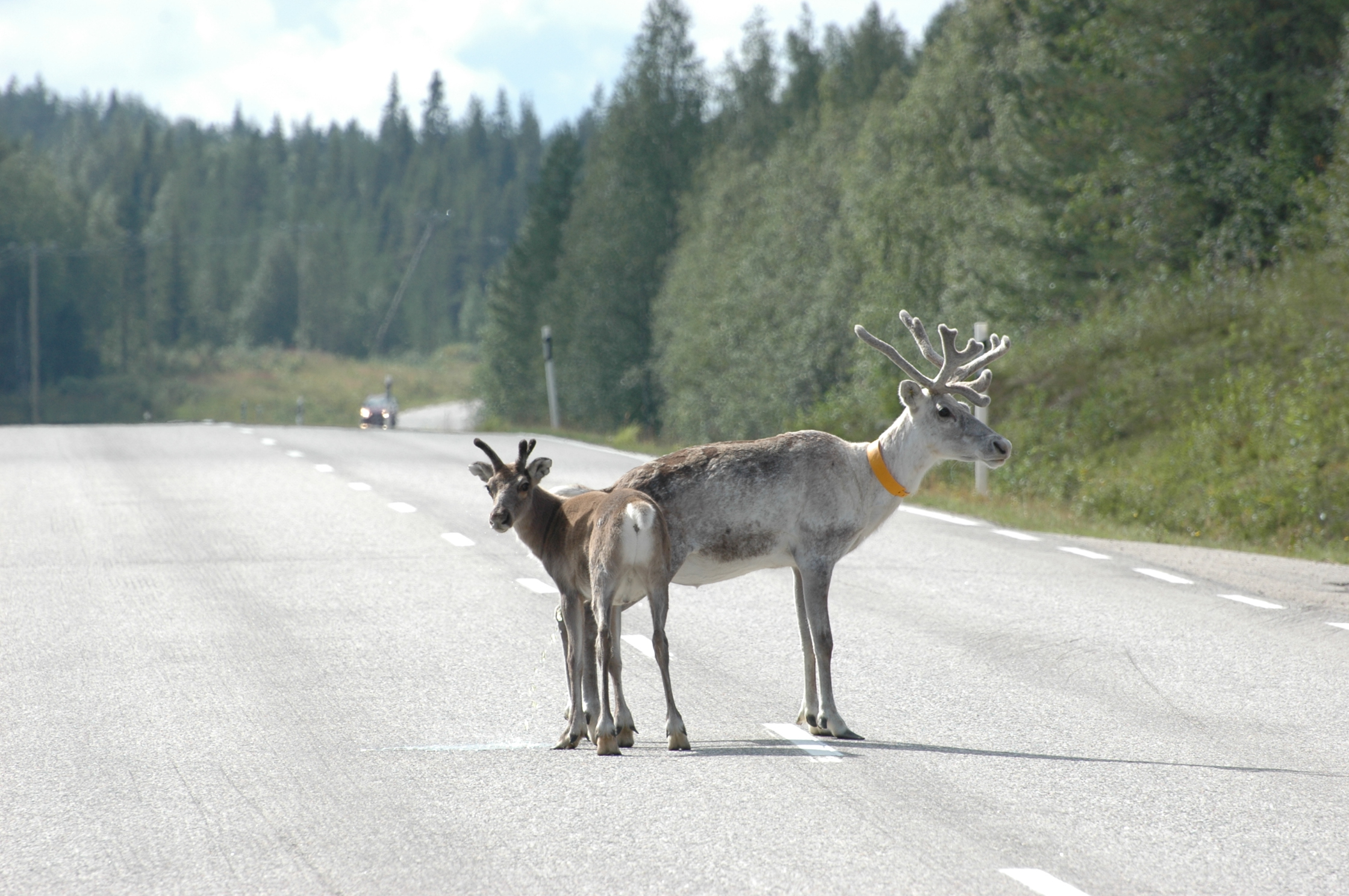 reindeer, Finland2...