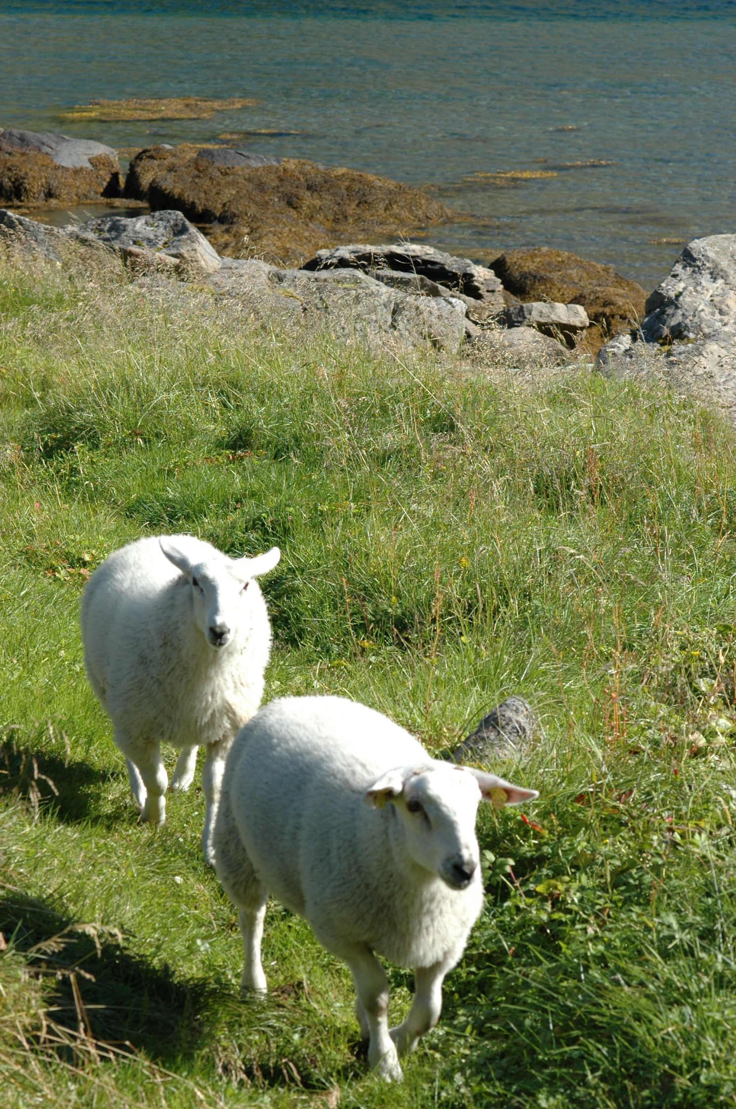 Pecore, isole Lofoten, Norvegia...