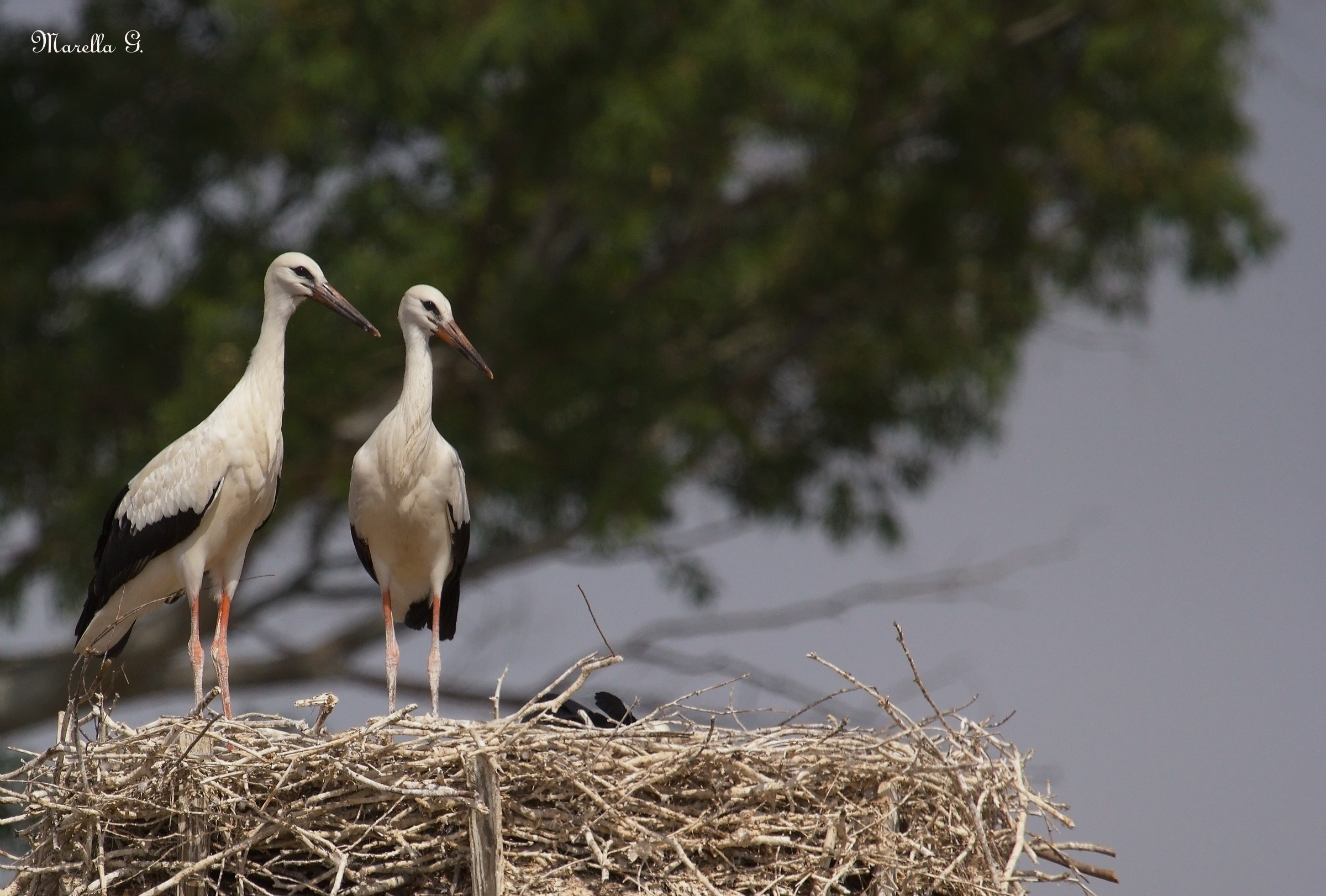 Young pair of storks...